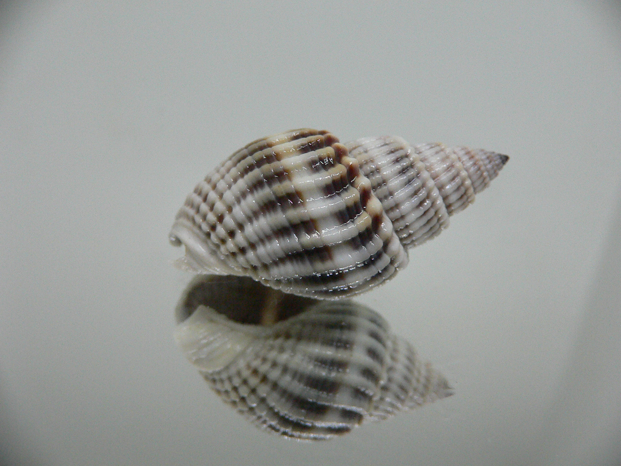 Nassarius livescens LIGHT GIANT