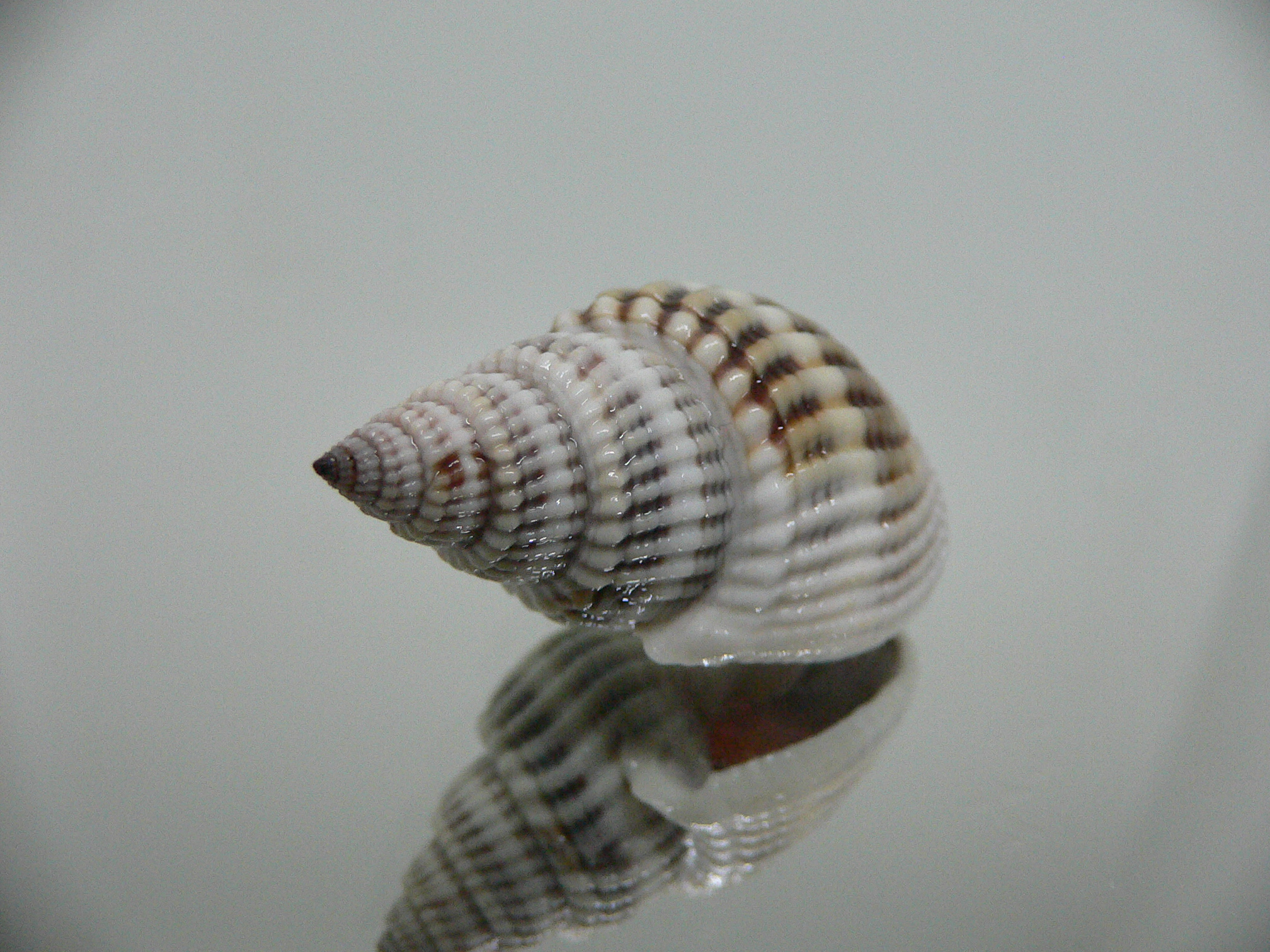 Nassarius livescens LIGHT GIANT