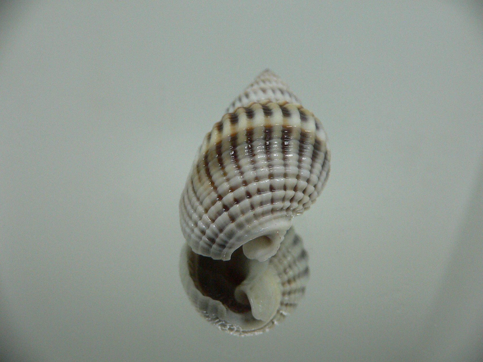 Nassarius livescens LIGHT GIANT