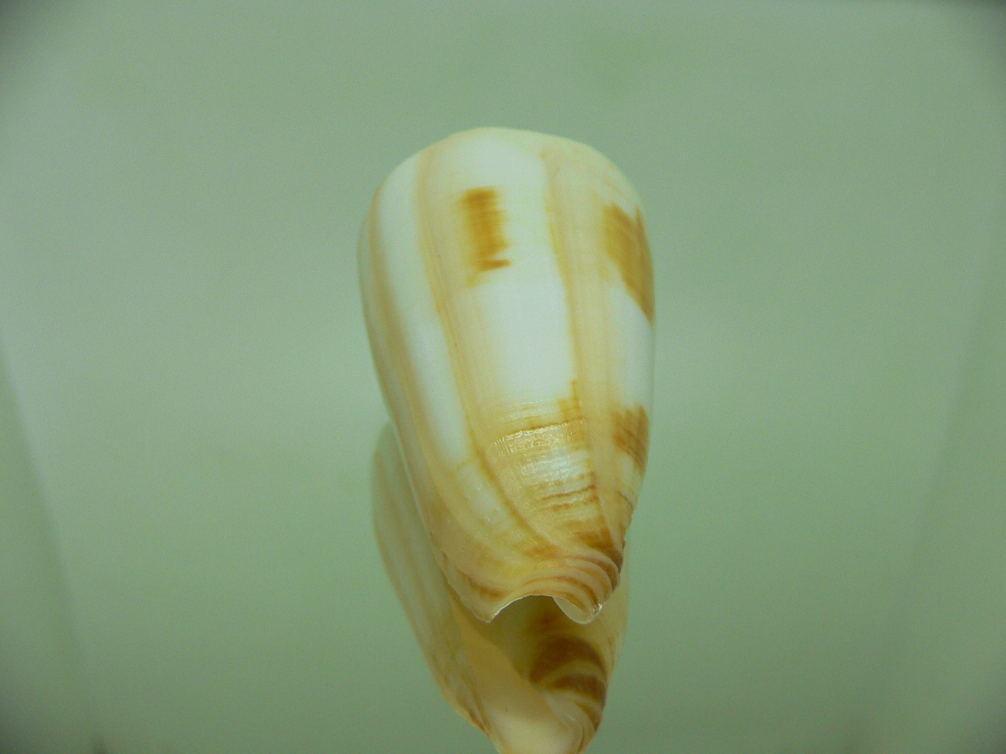 Conus ferrugineus