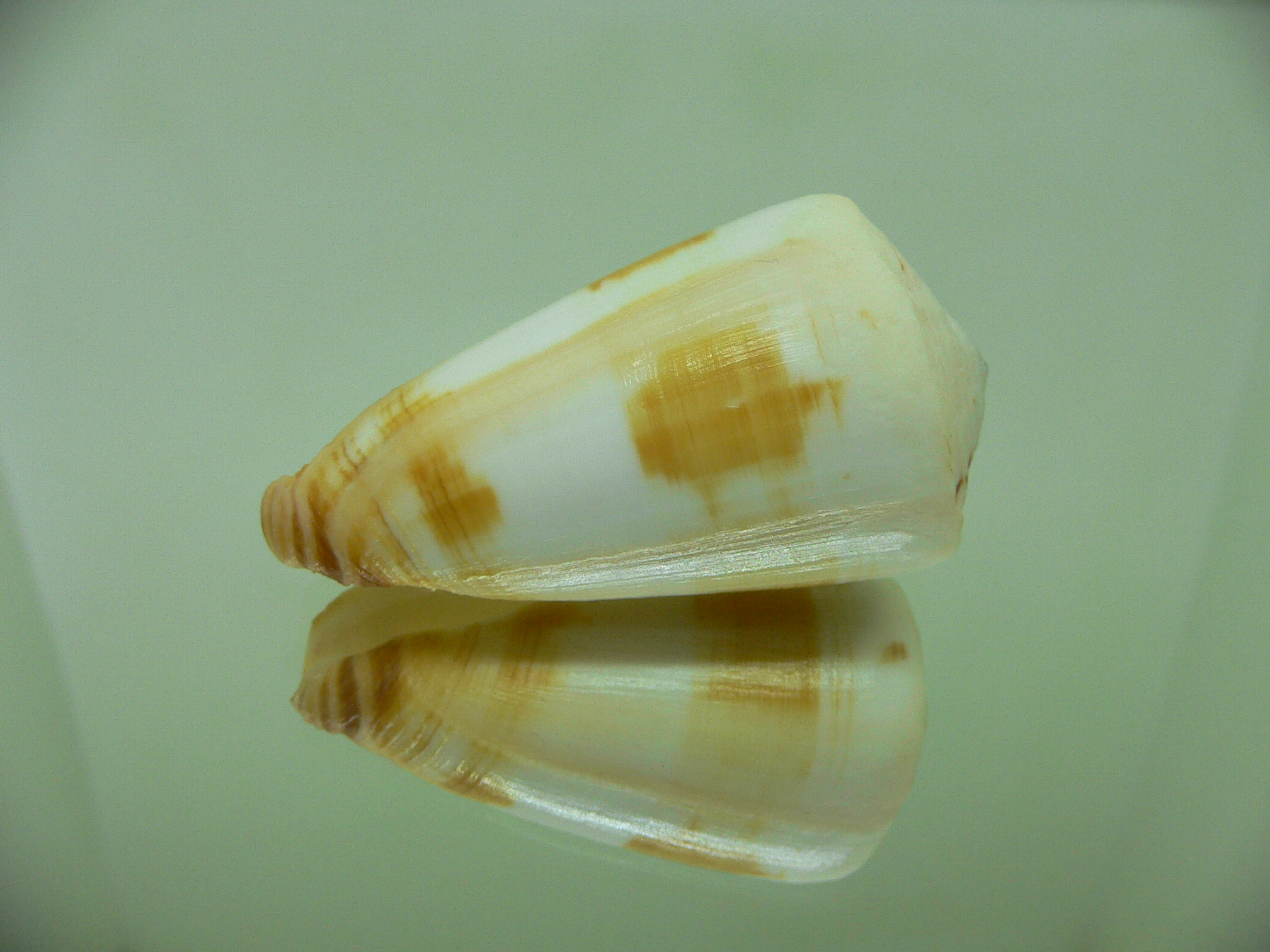 Conus ferrugineus