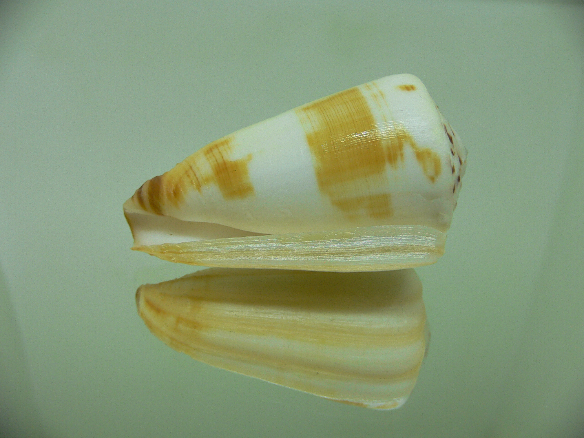 Conus ferrugineus