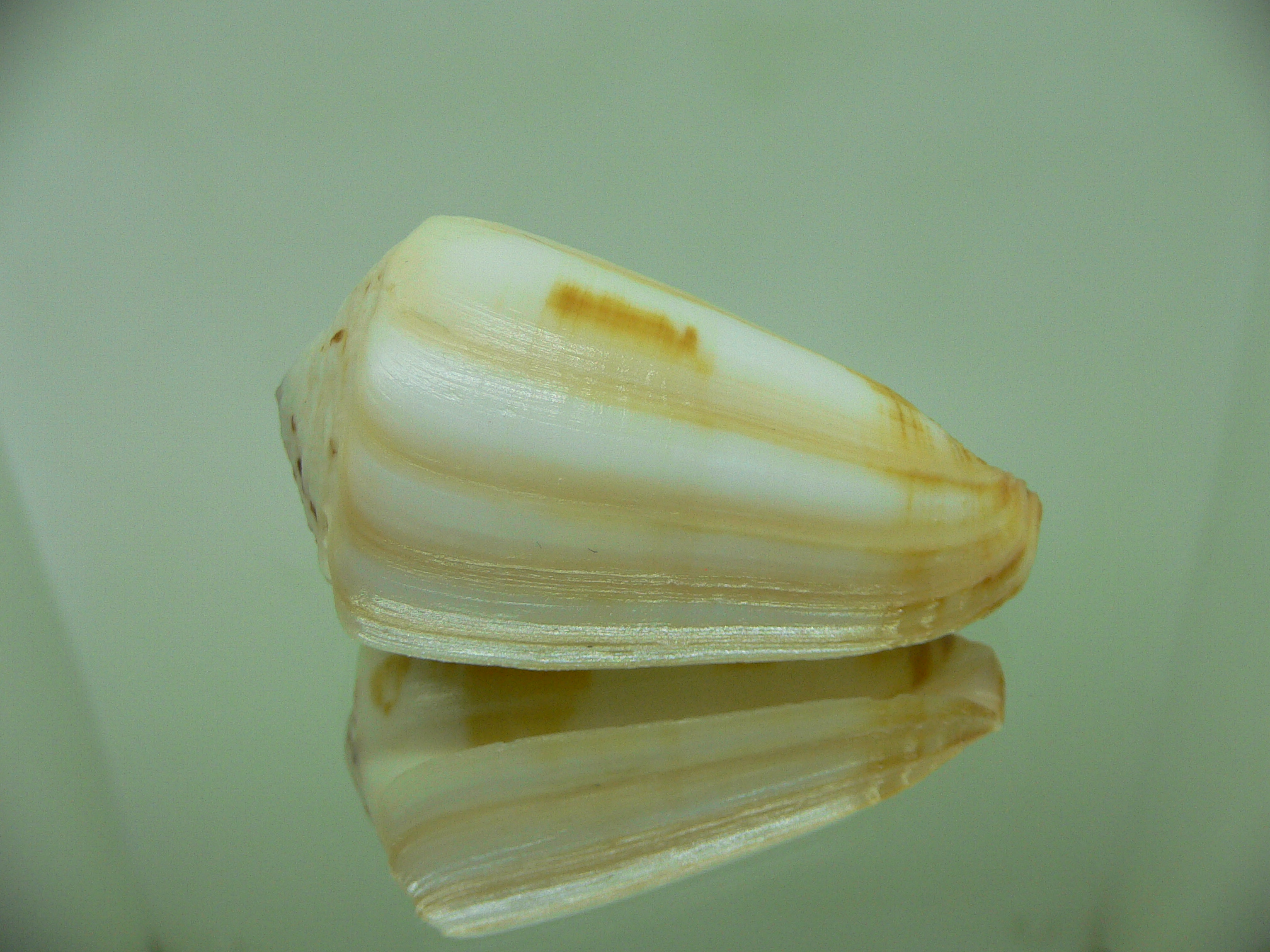 Conus ferrugineus