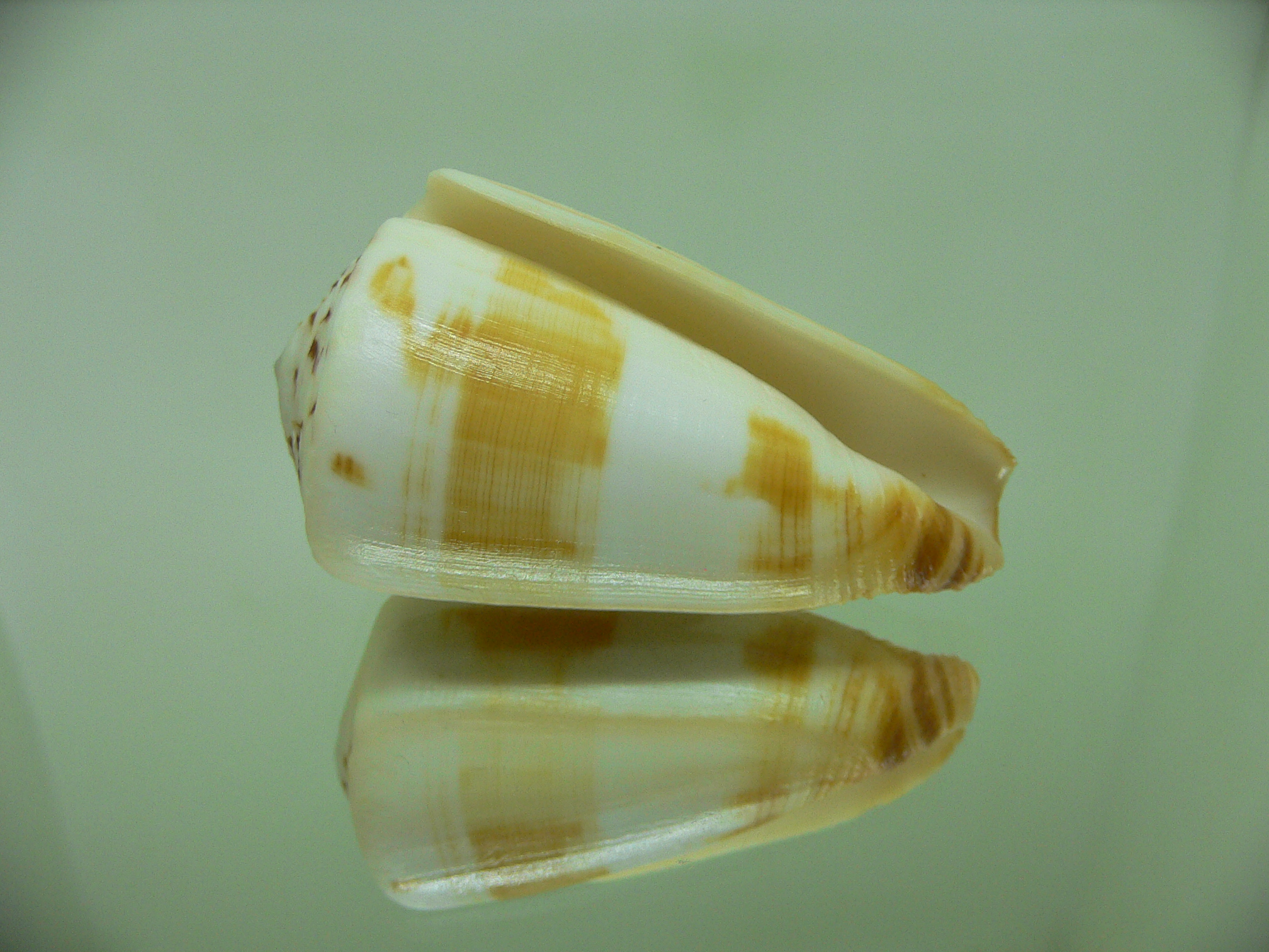 Conus ferrugineus