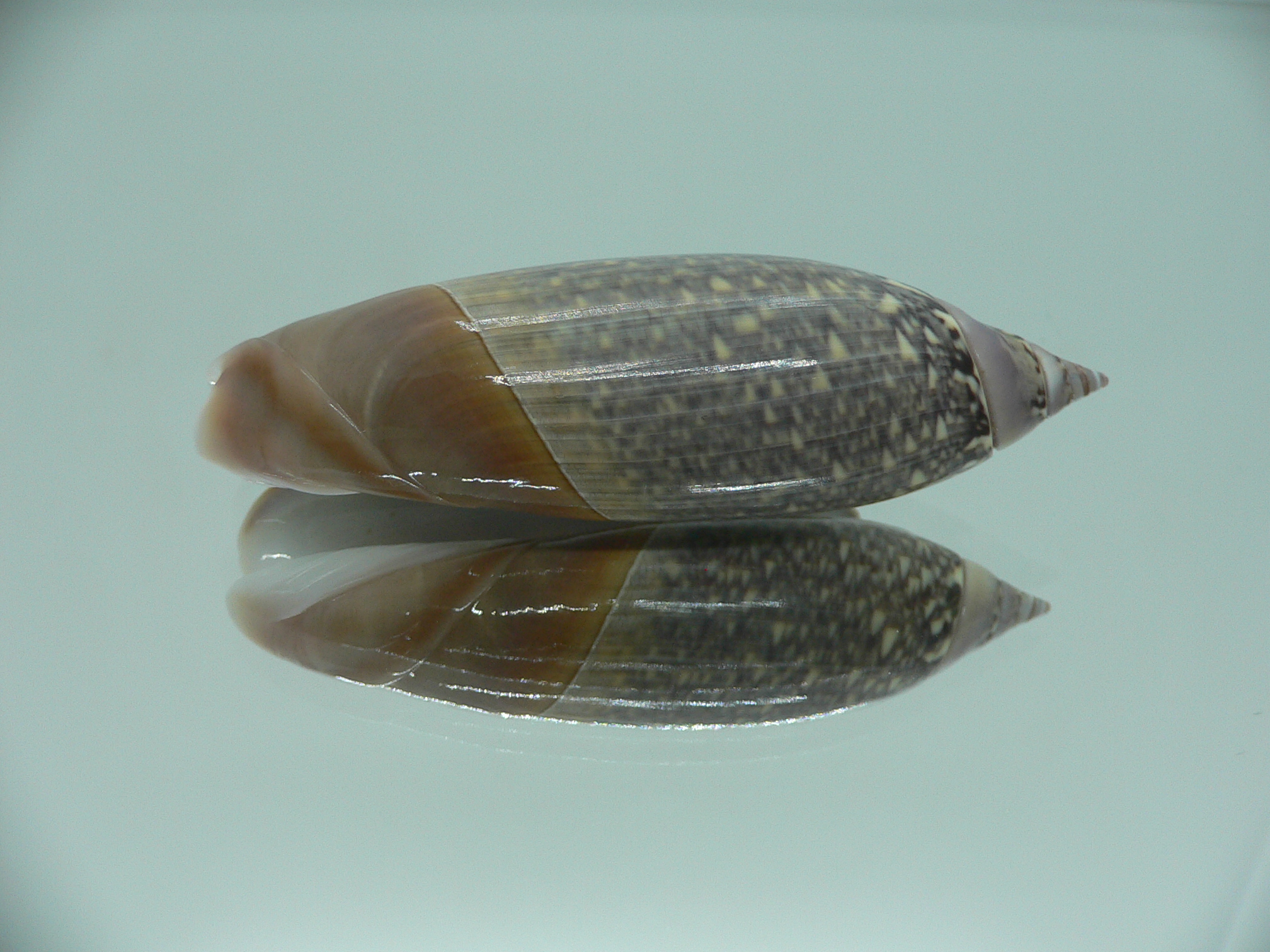Agaronia lutaria RARE & BIG