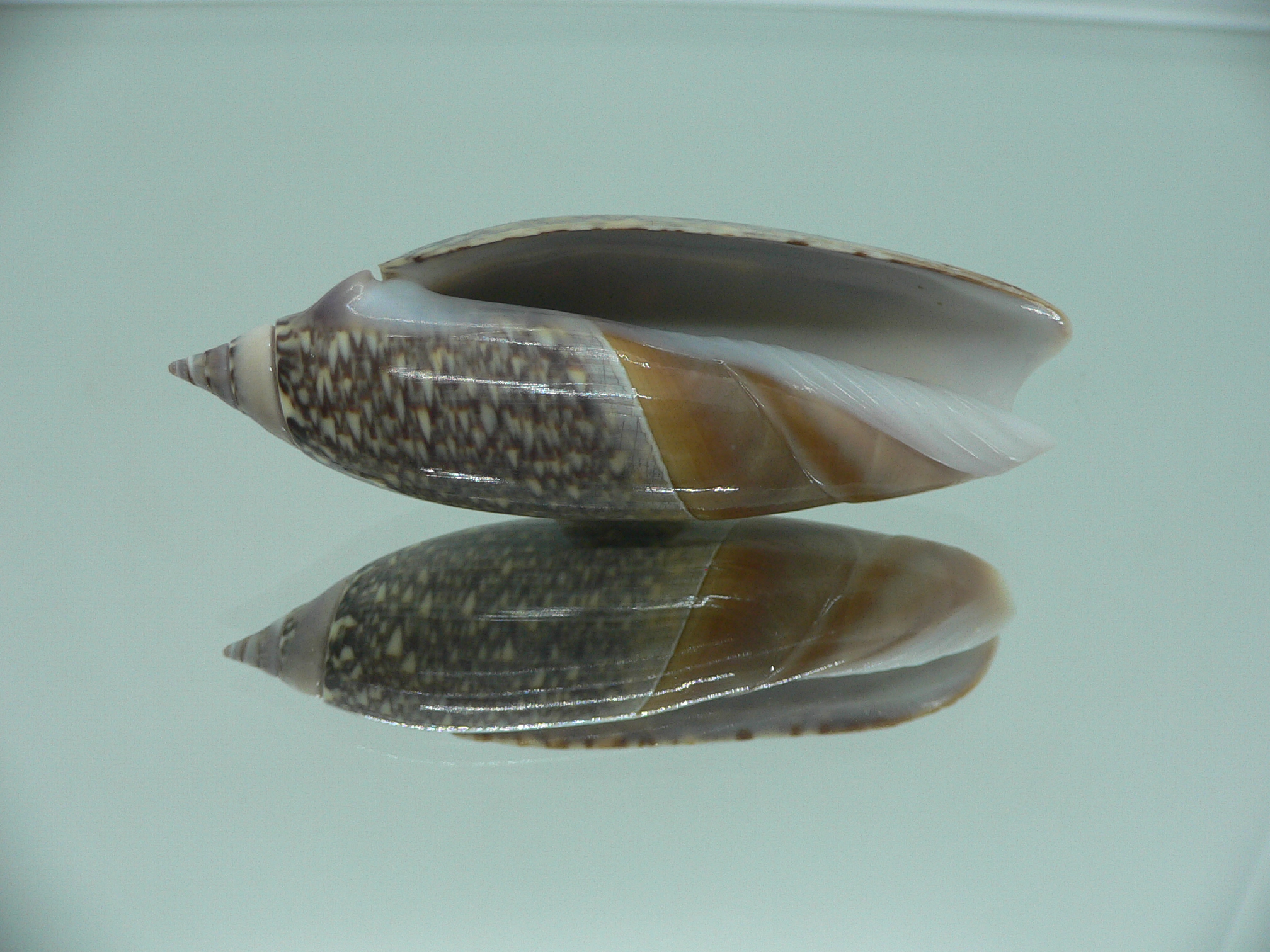 Agaronia lutaria RARE & BIG