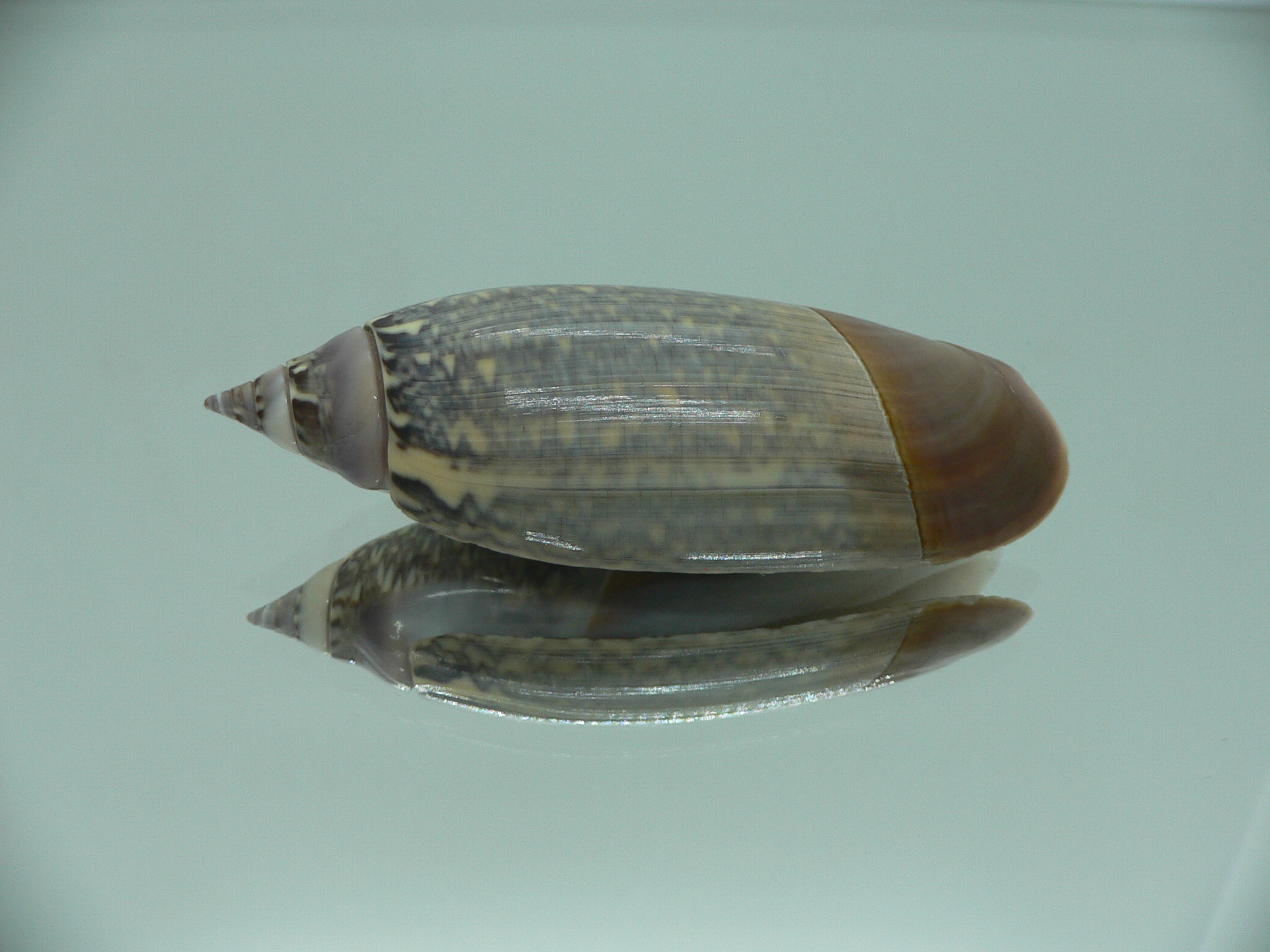 Agaronia lutaria RARE & BIG