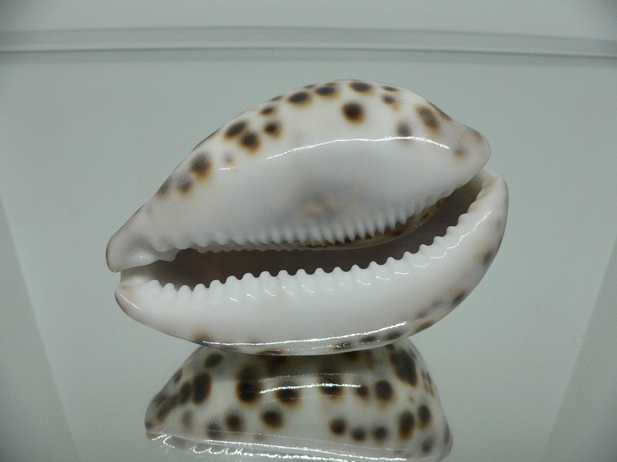 Cypraea tigris tigris ARISTOCRAT