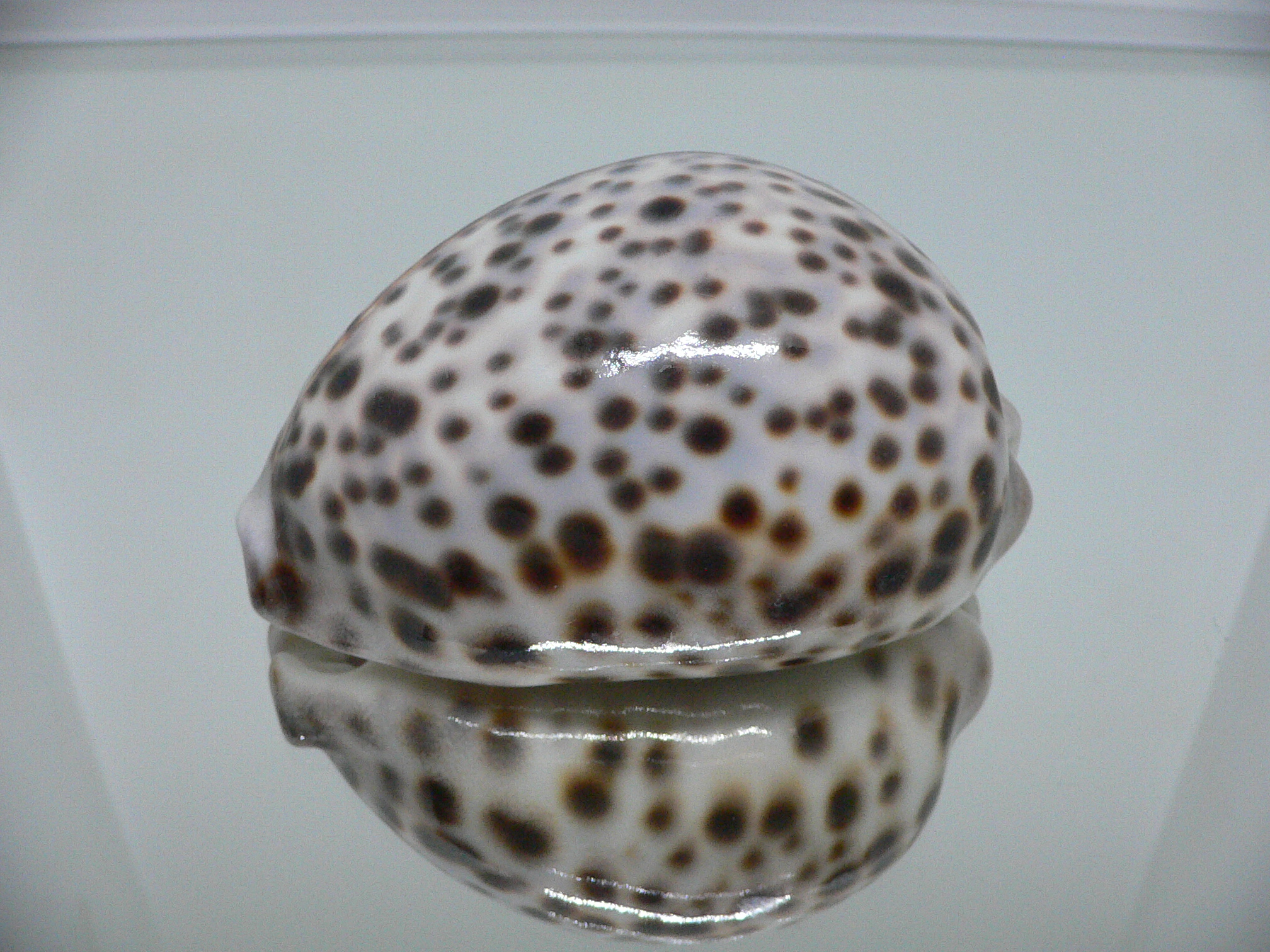 Cypraea tigris tigris ARISTOCRAT