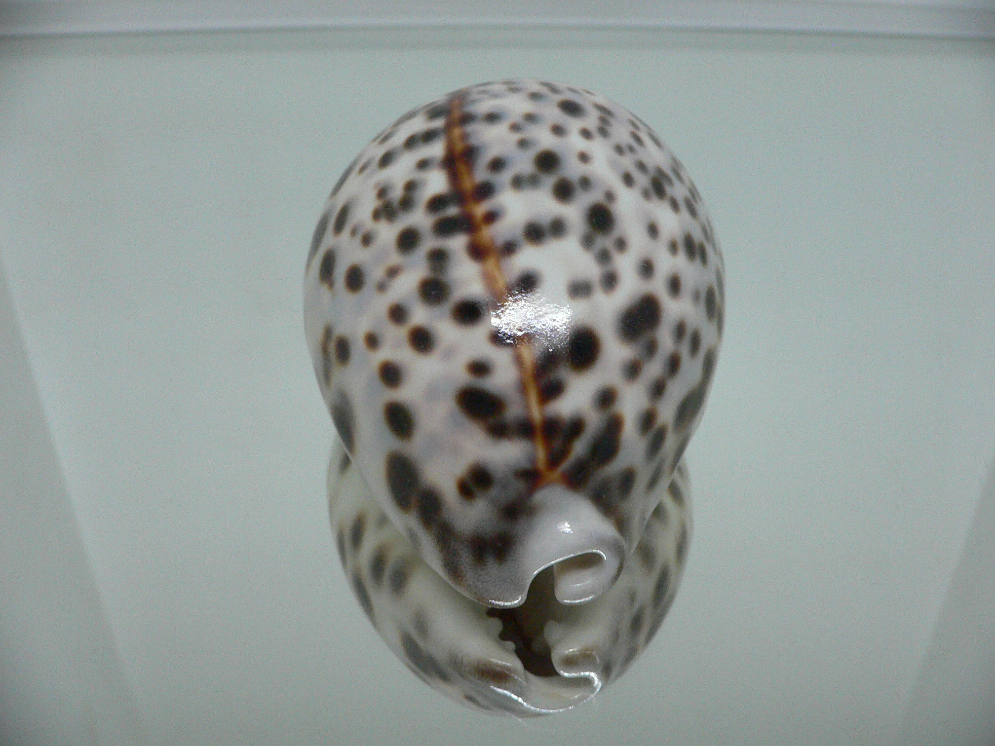 Cypraea tigris tigris ARISTOCRAT