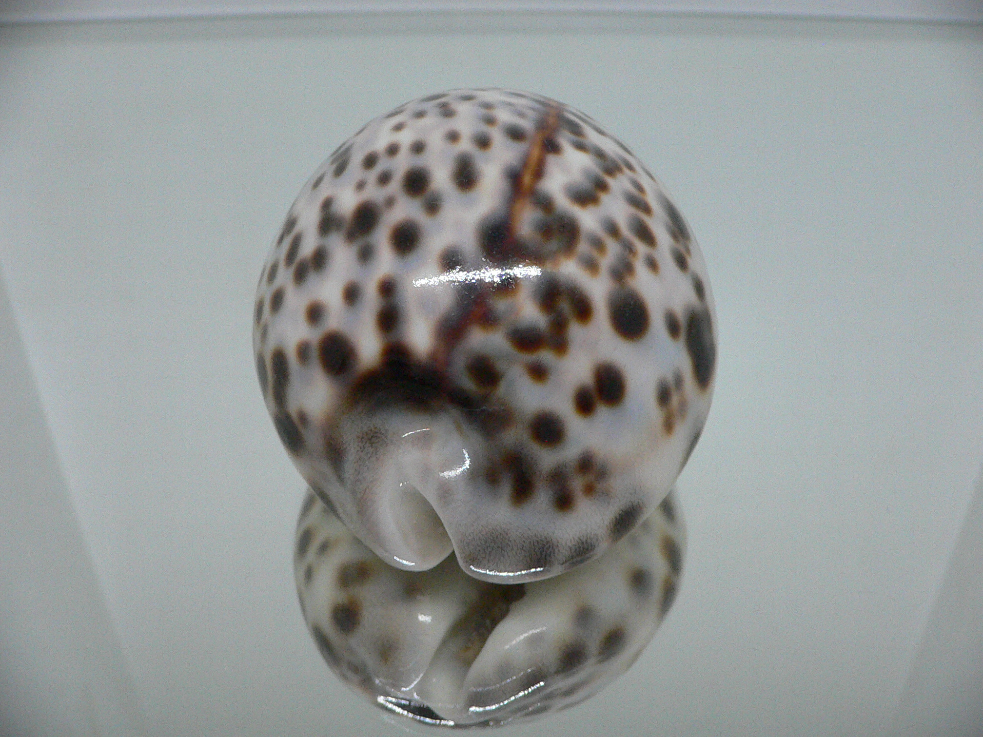 Cypraea tigris tigris ARISTOCRAT