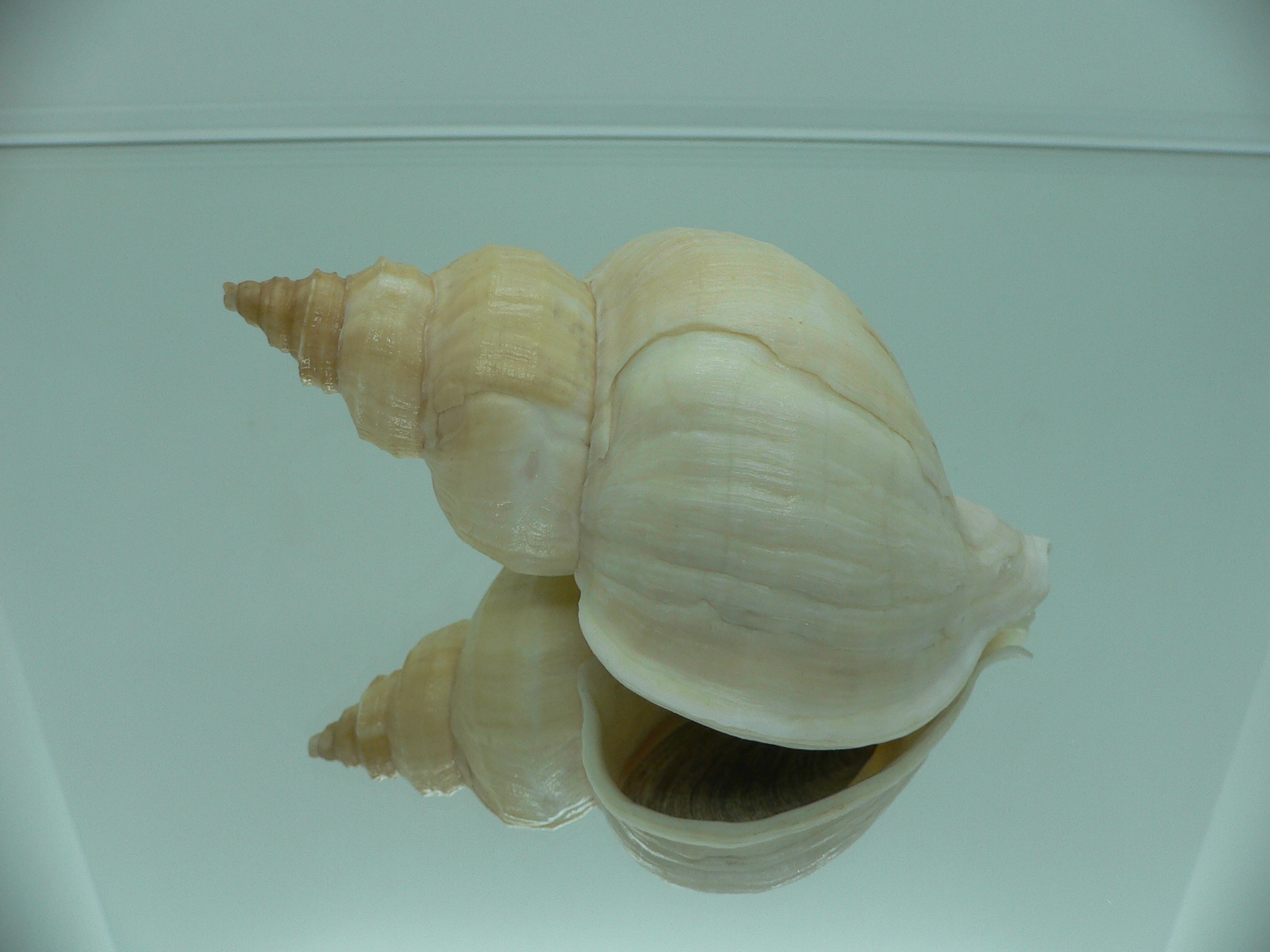 Neptunea lamellosa