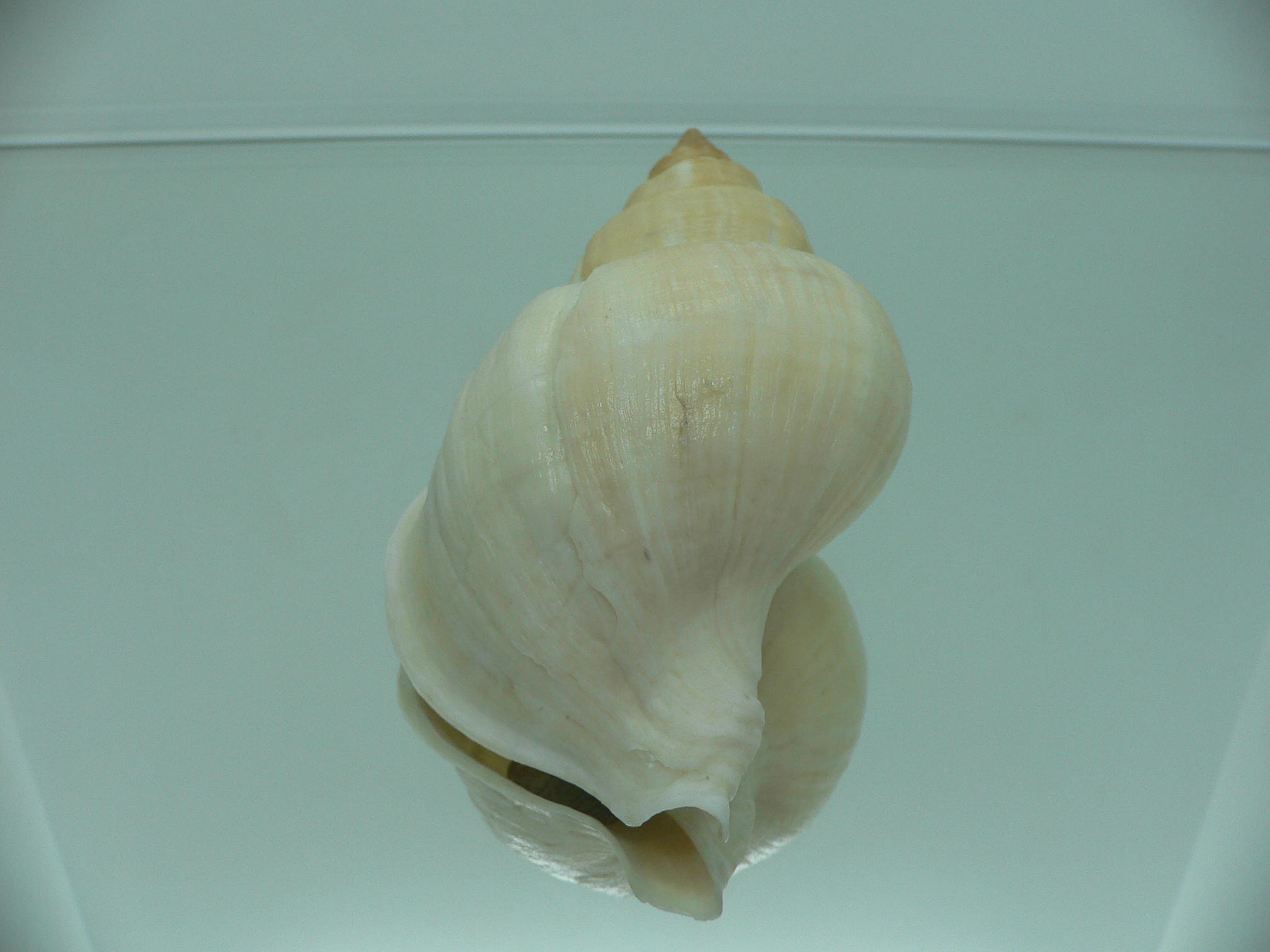 Neptunea lamellosa