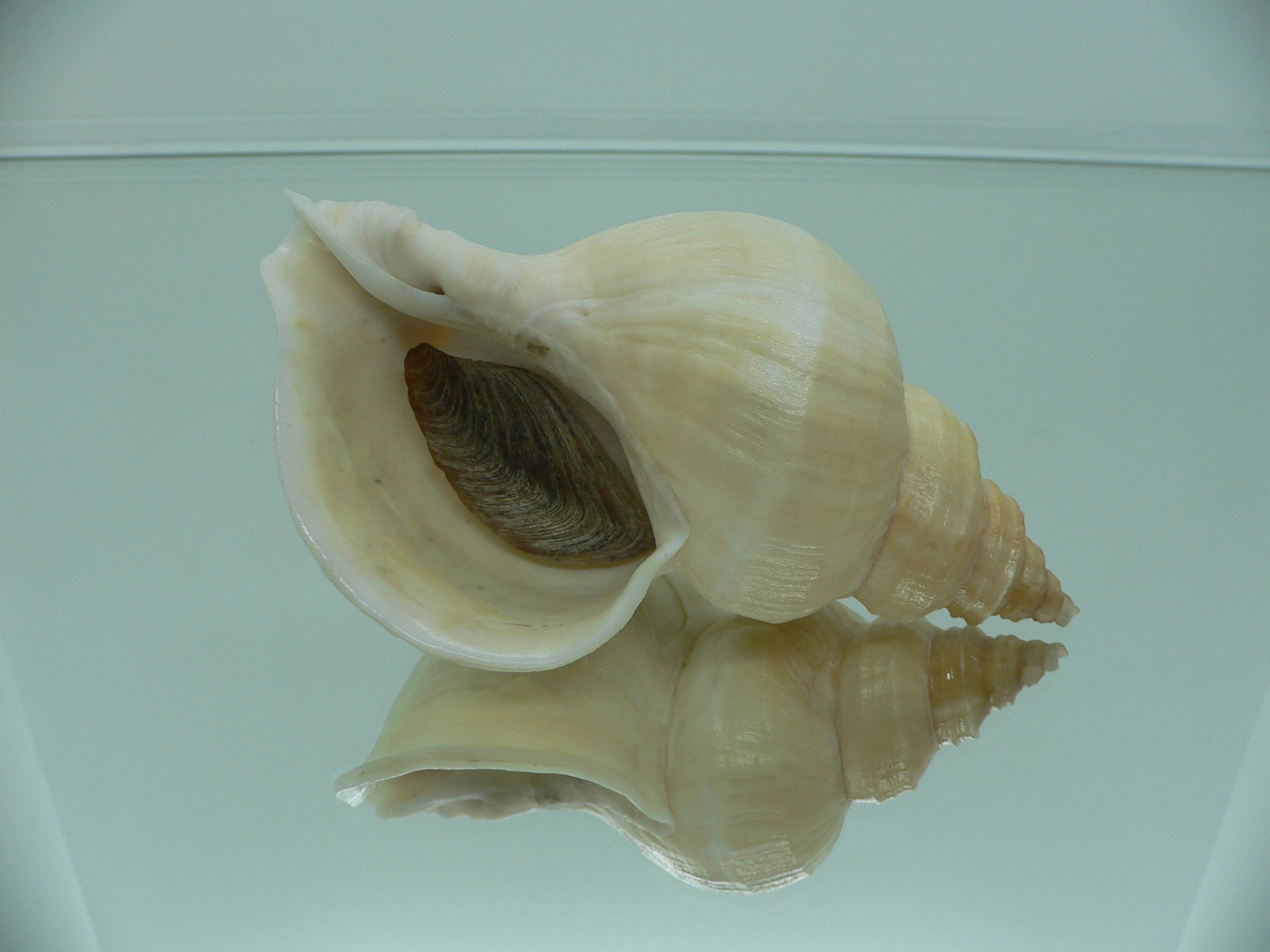Neptunea lamellosa