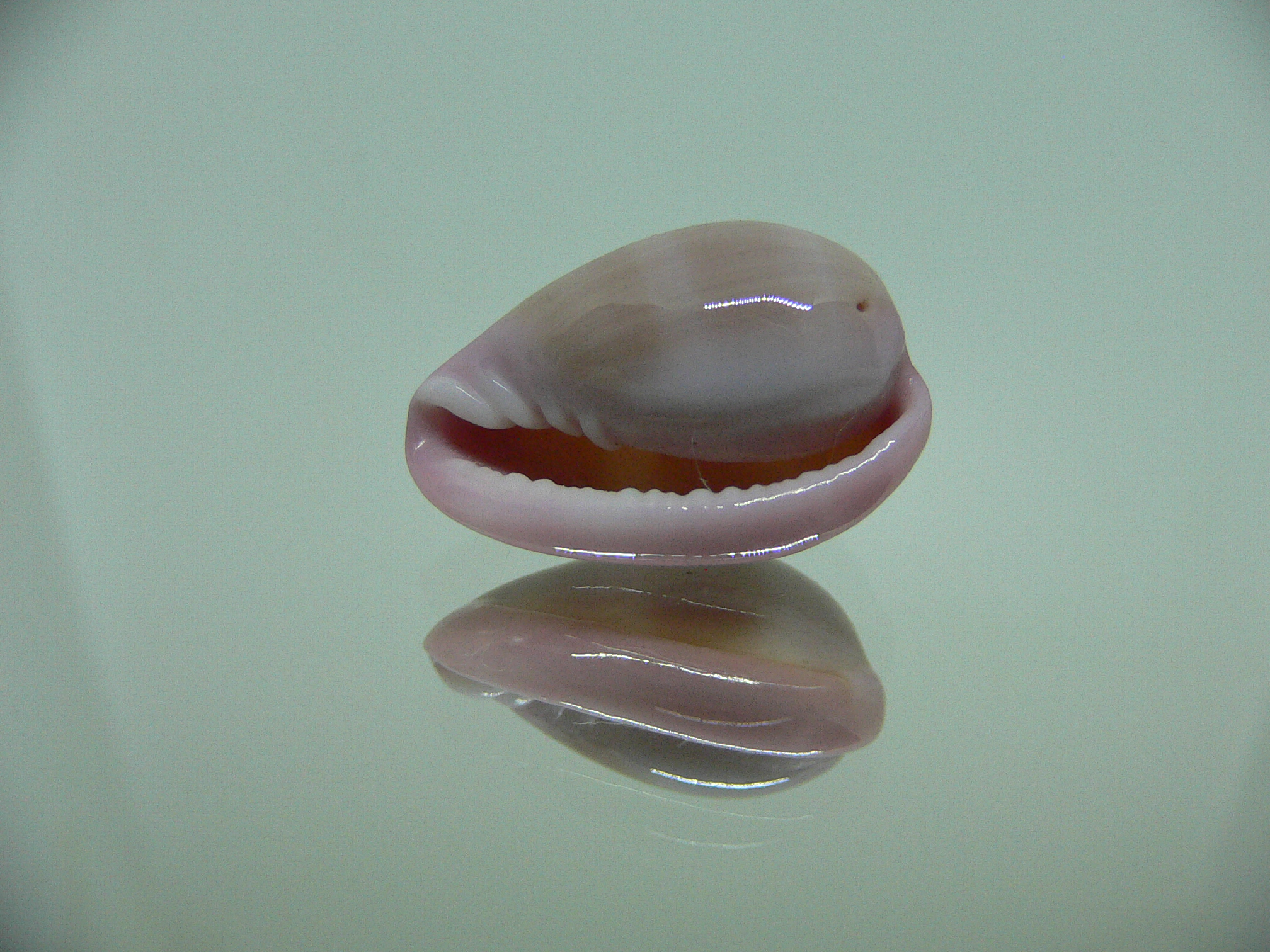 Bullata lilacina