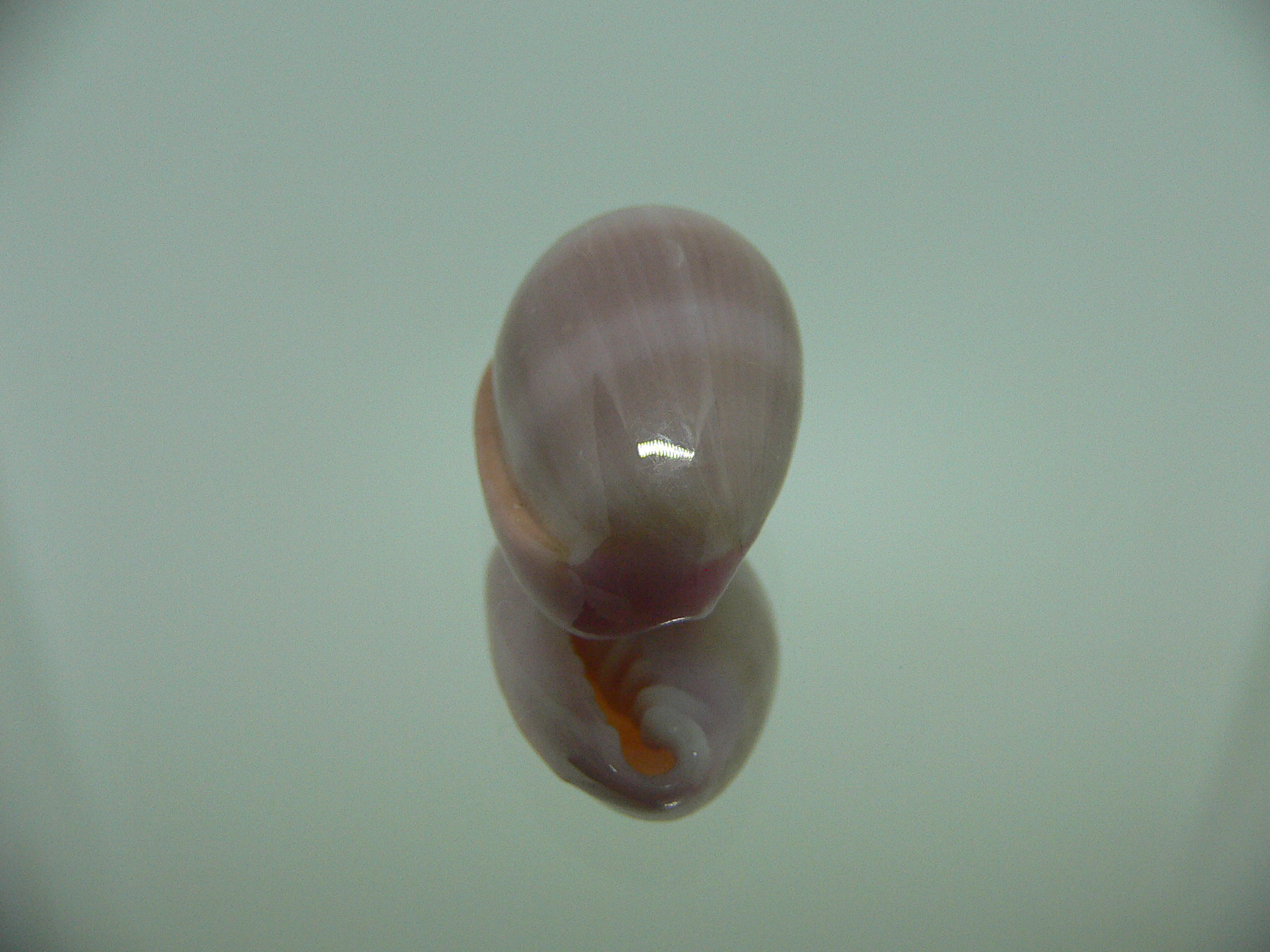 Bullata lilacina
