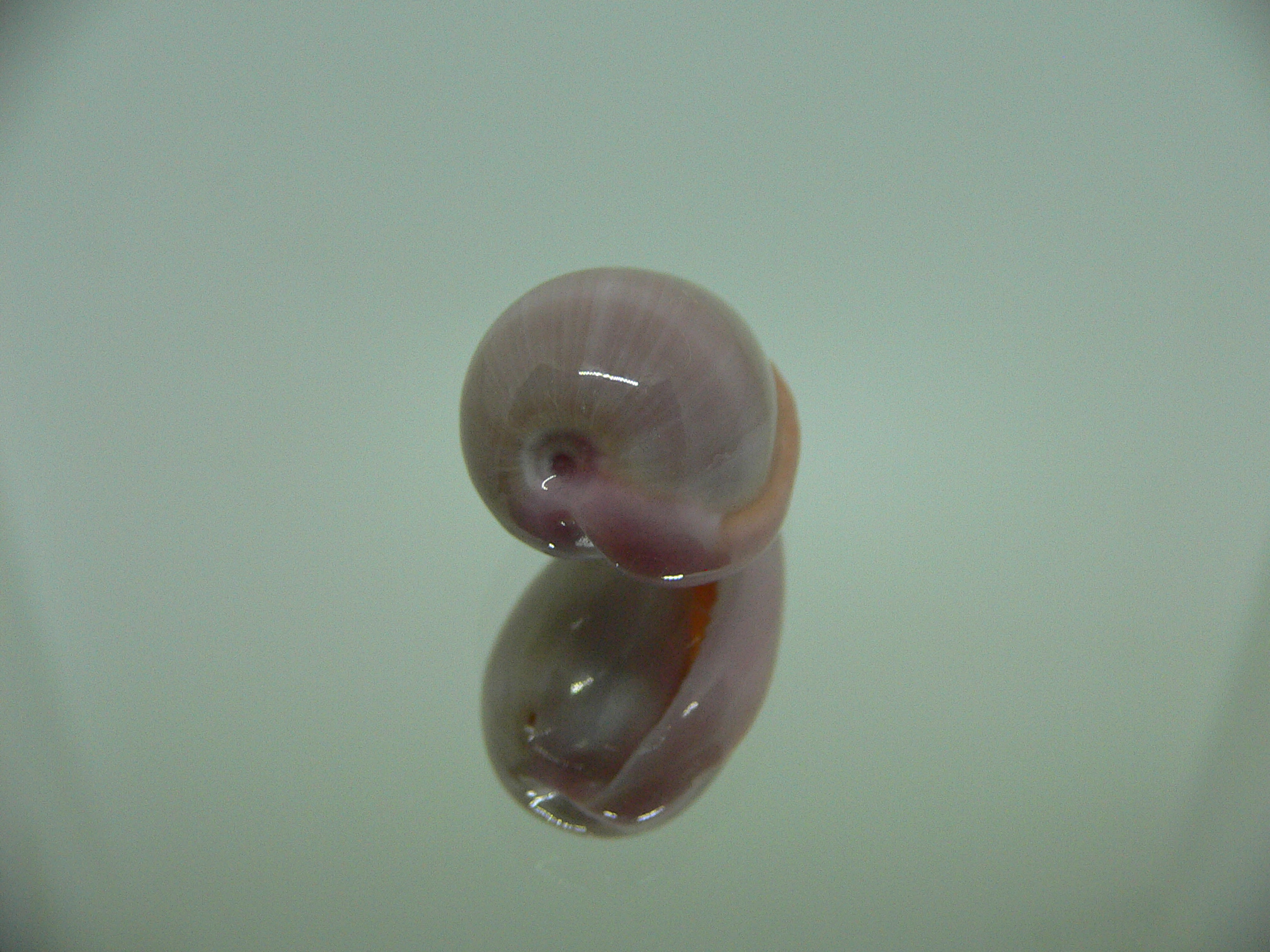 Bullata lilacina