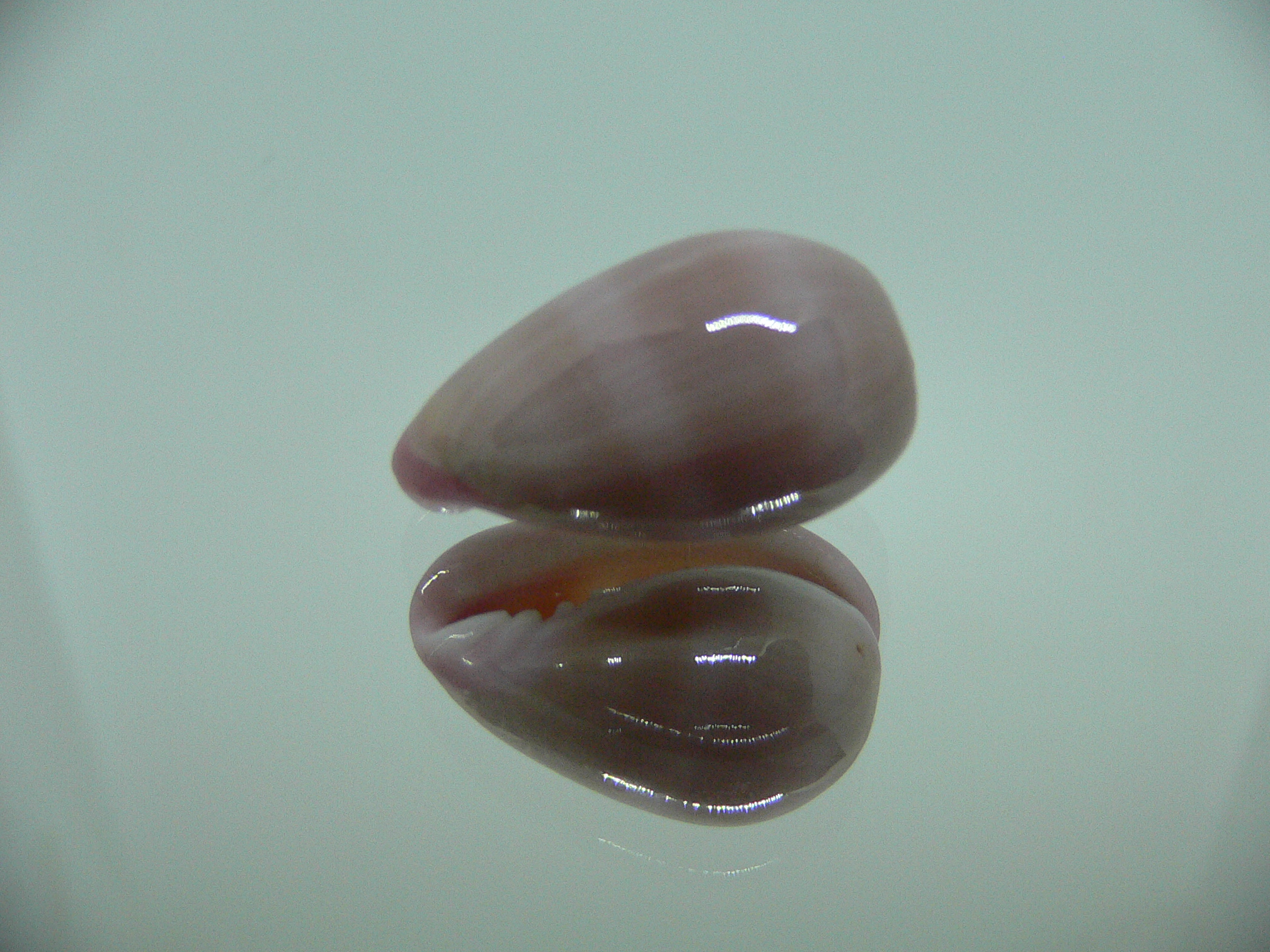 Bullata lilacina