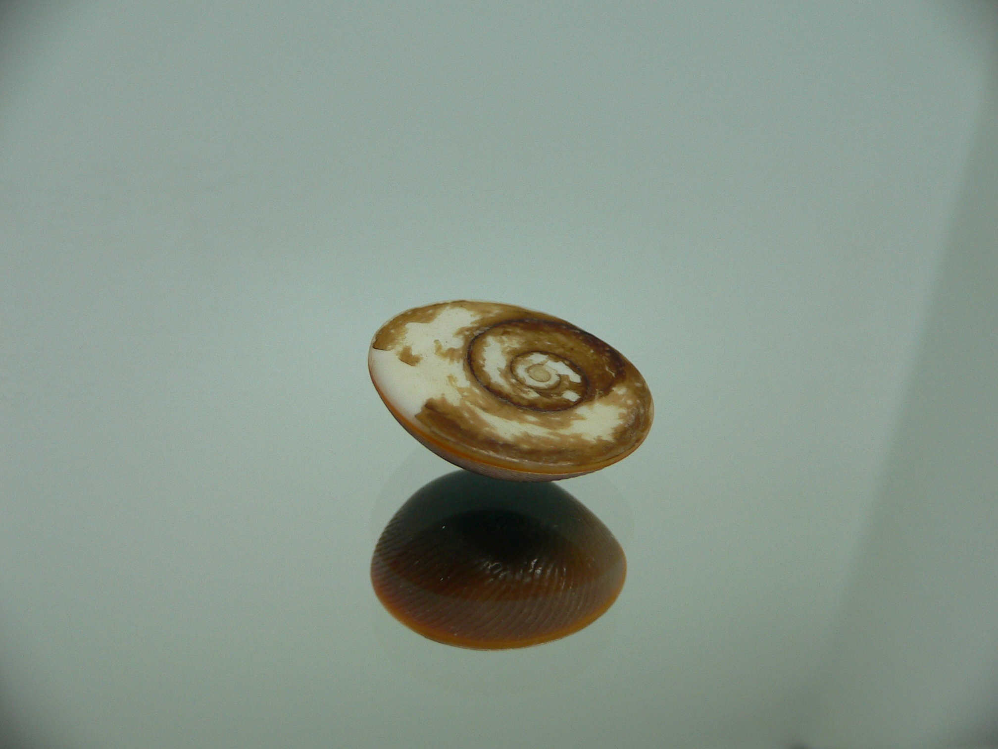 Крышечка Turbo (Marmarostoma) 4