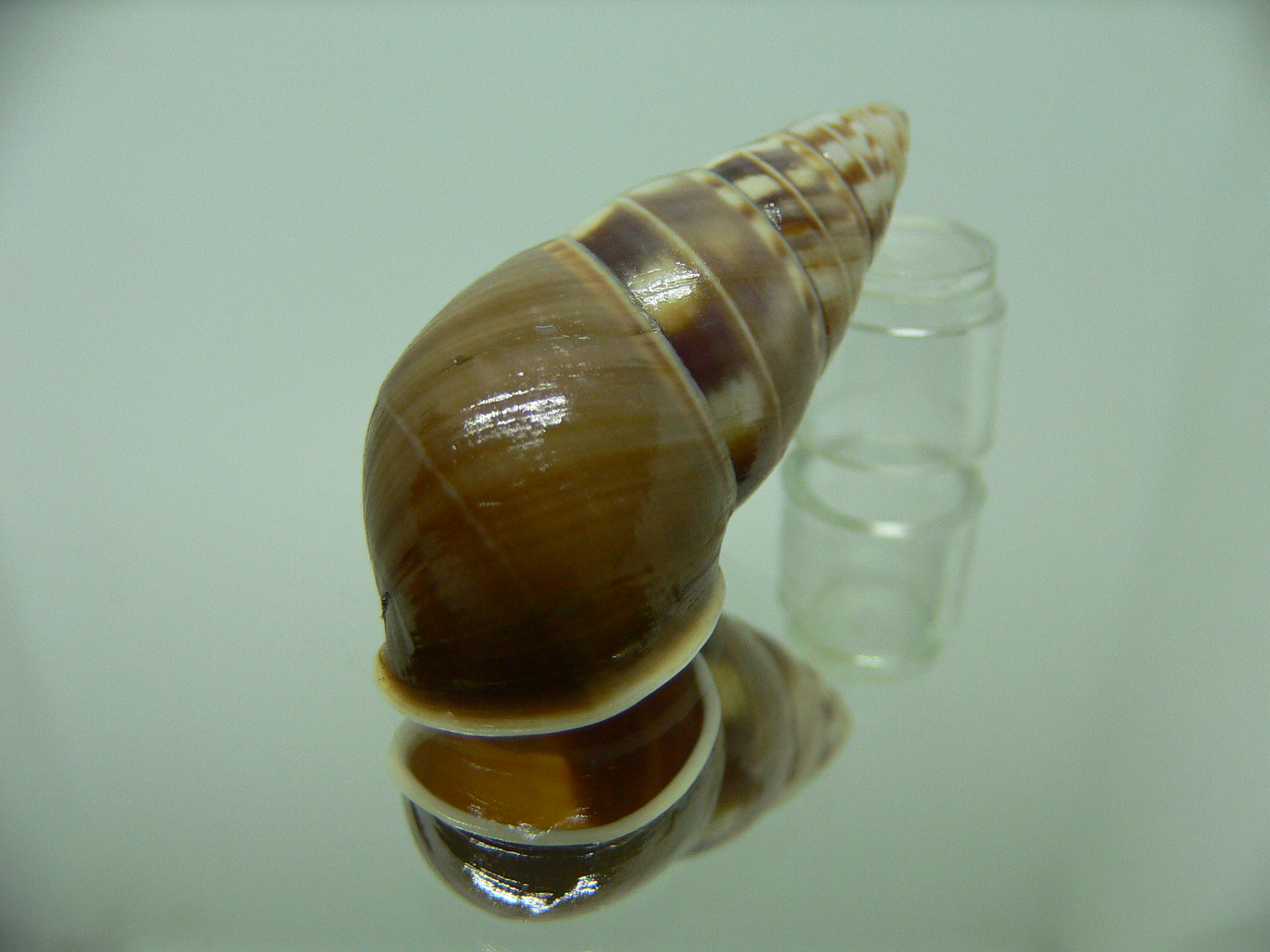 Amphidromus filozonatus 2