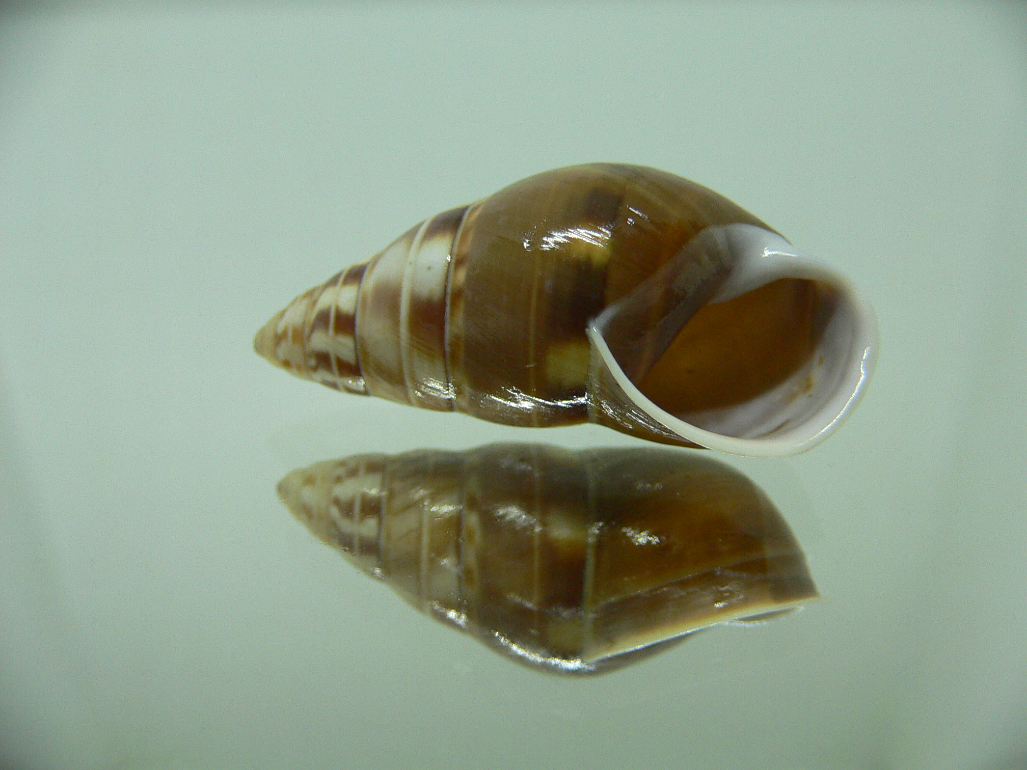 Amphidromus filozonatus 2