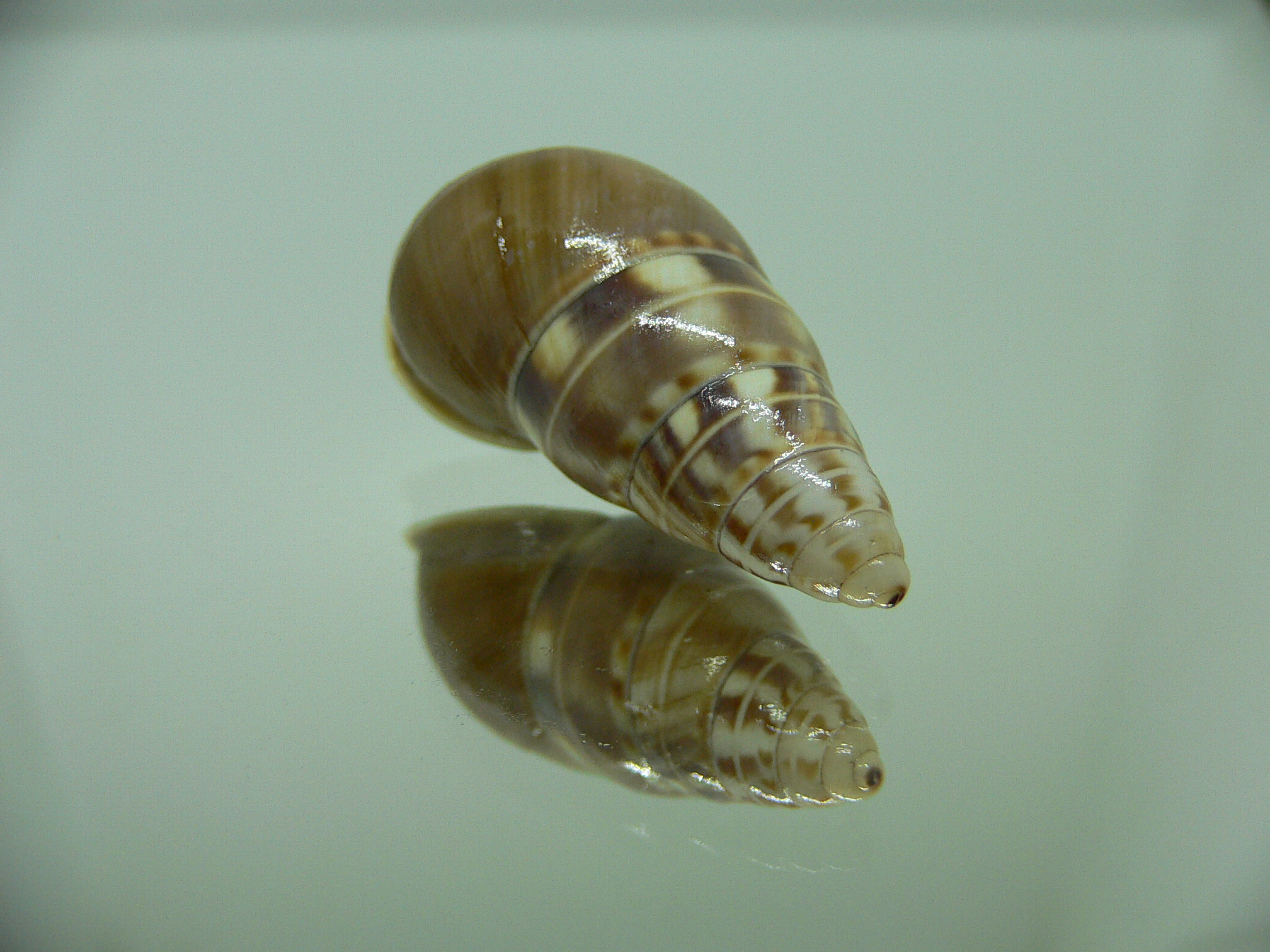 Amphidromus filozonatus 2