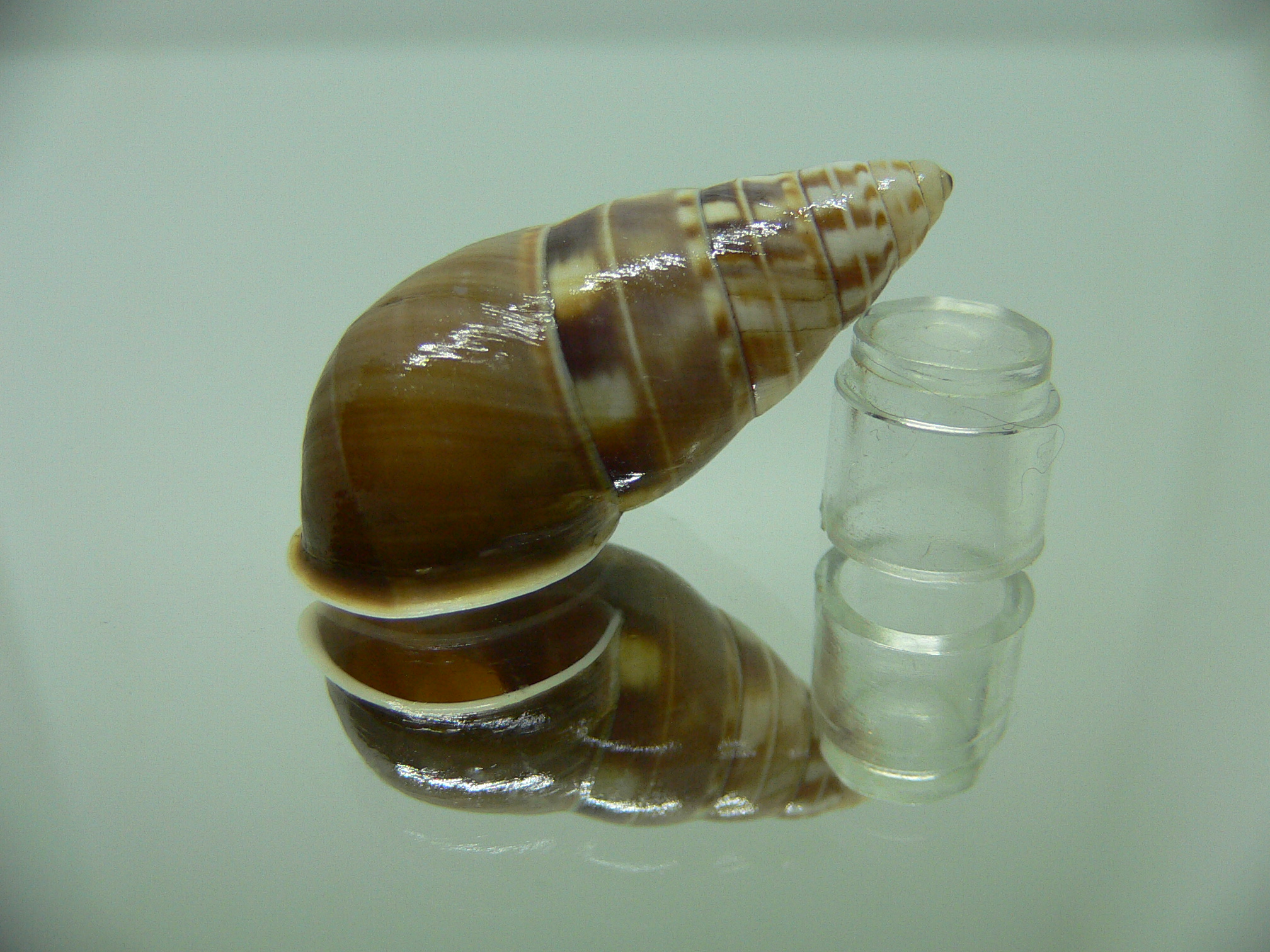 Amphidromus filozonatus 2