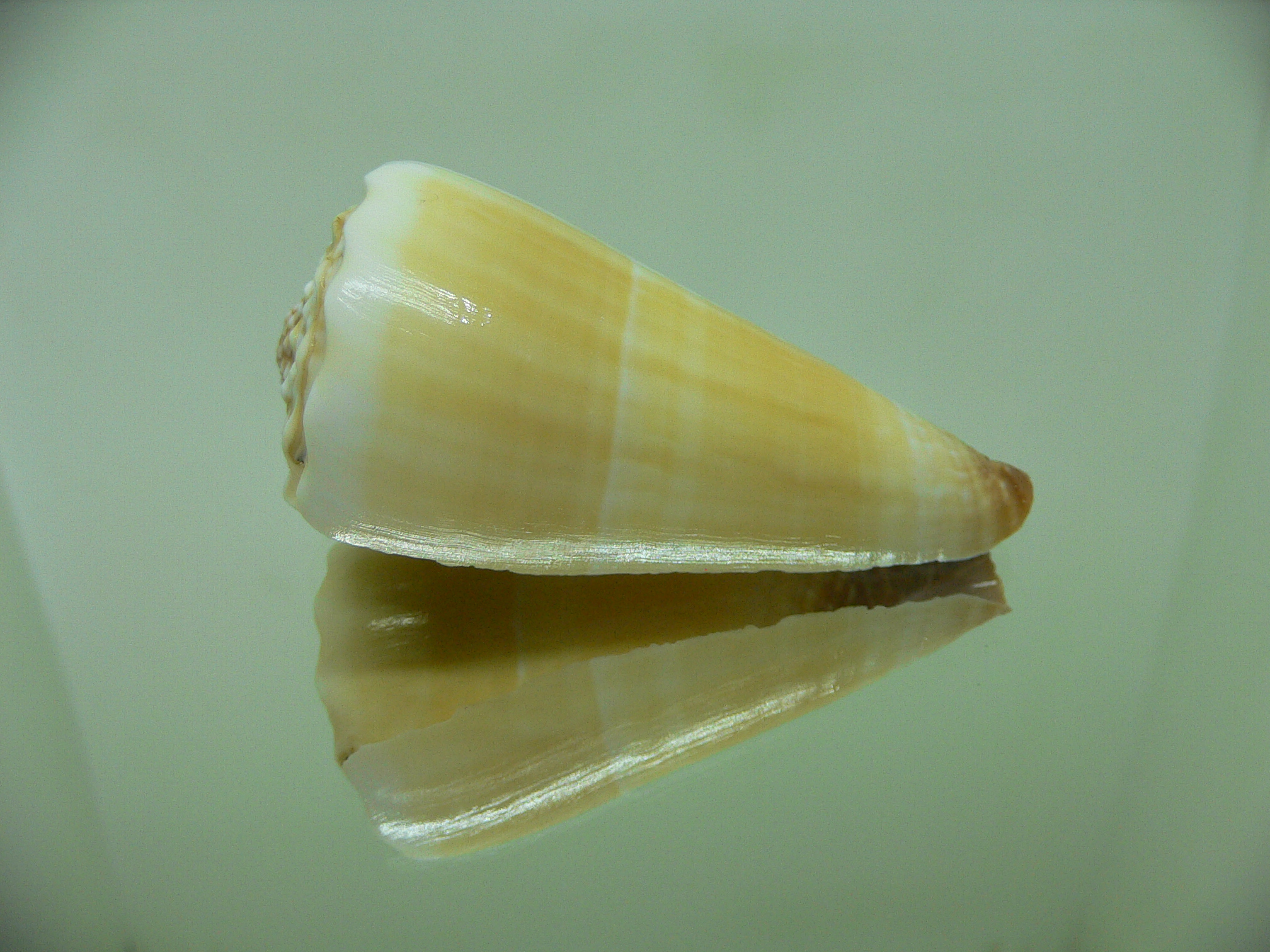 Conus distans COLOR