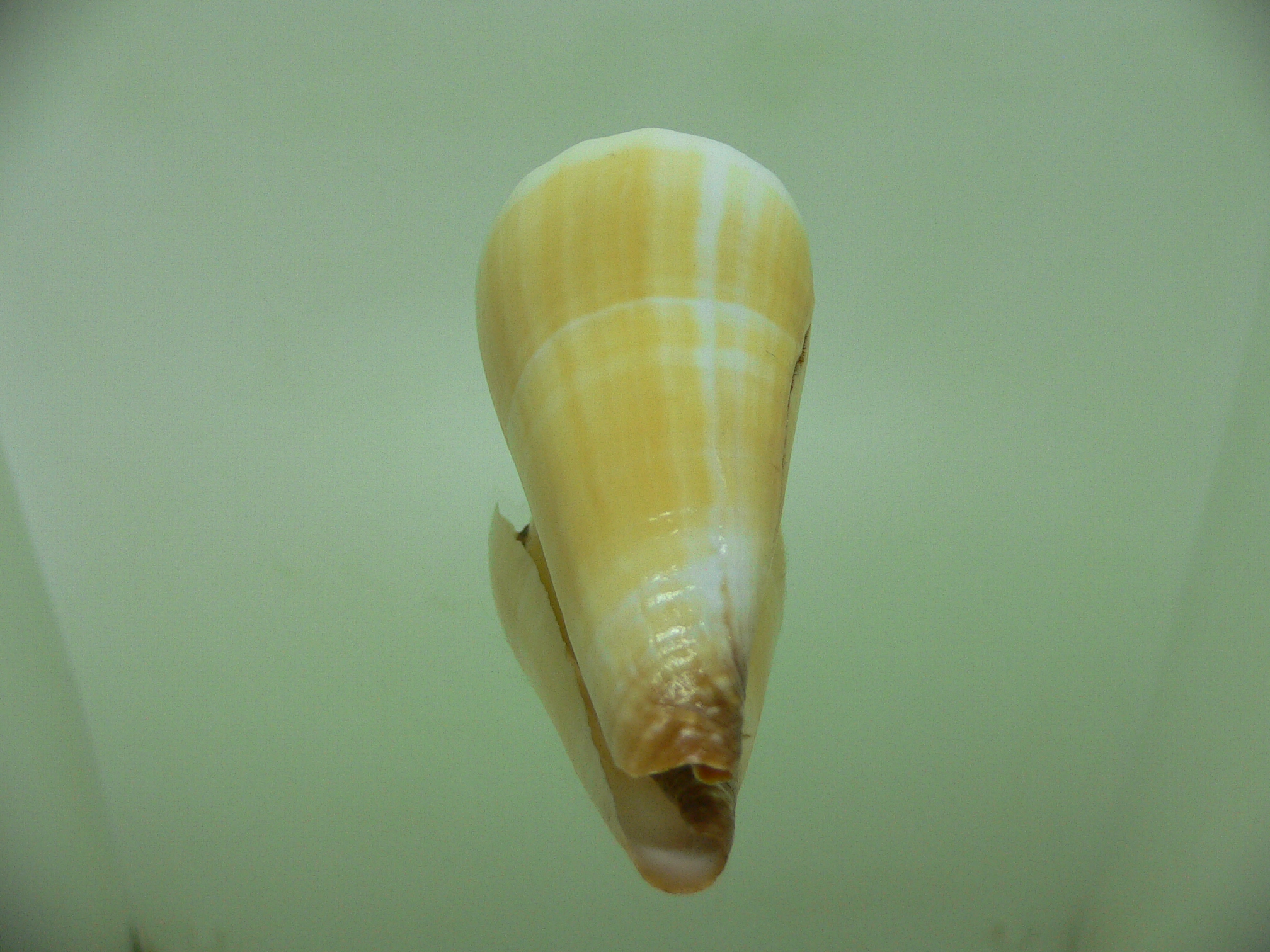 Conus distans COLOR