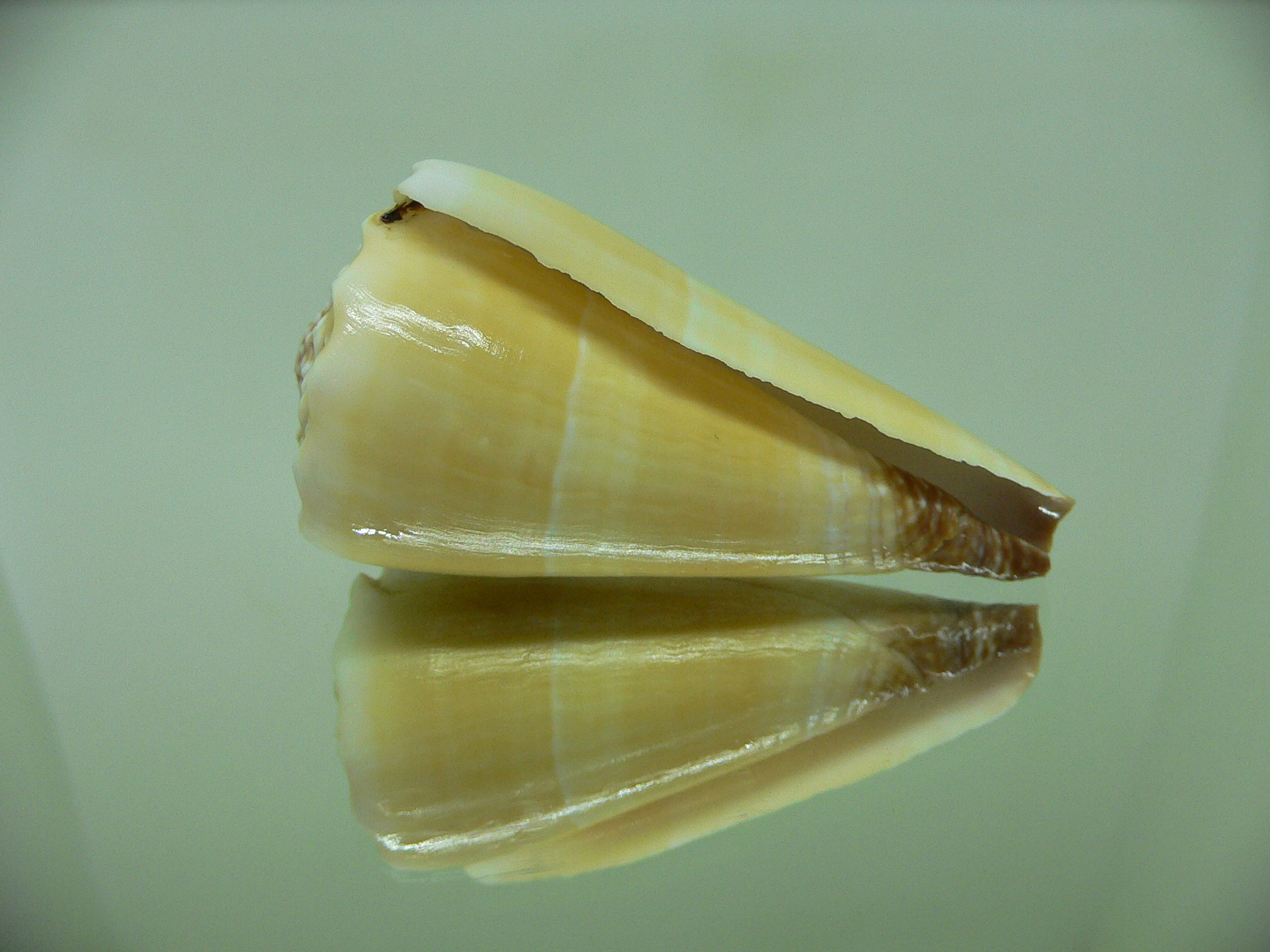 Conus distans COLOR