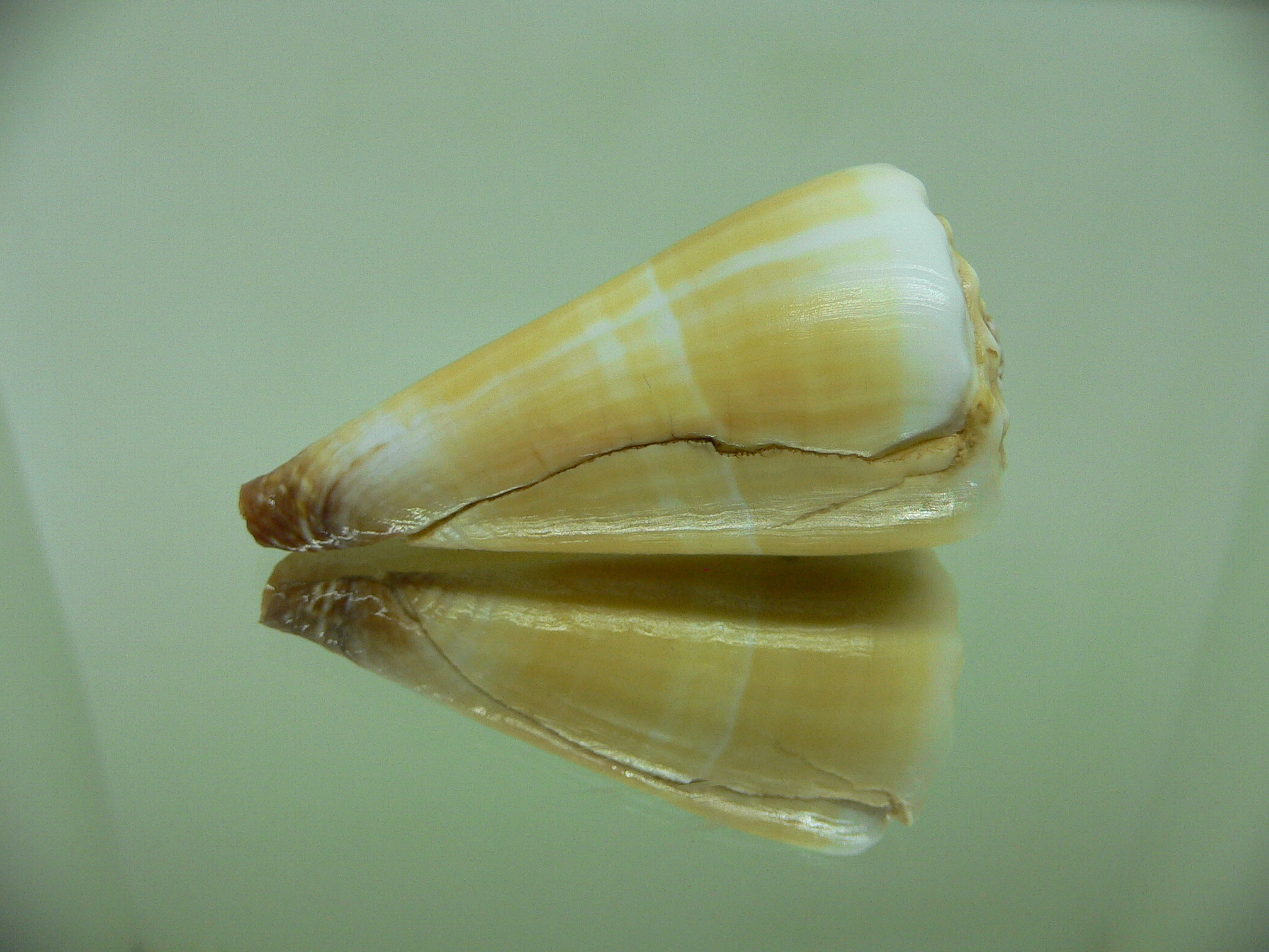 Conus distans COLOR