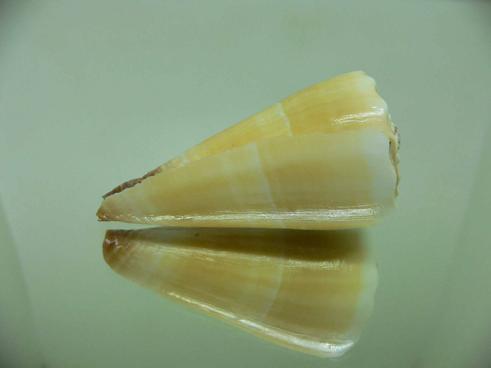 Conus distans COLOR