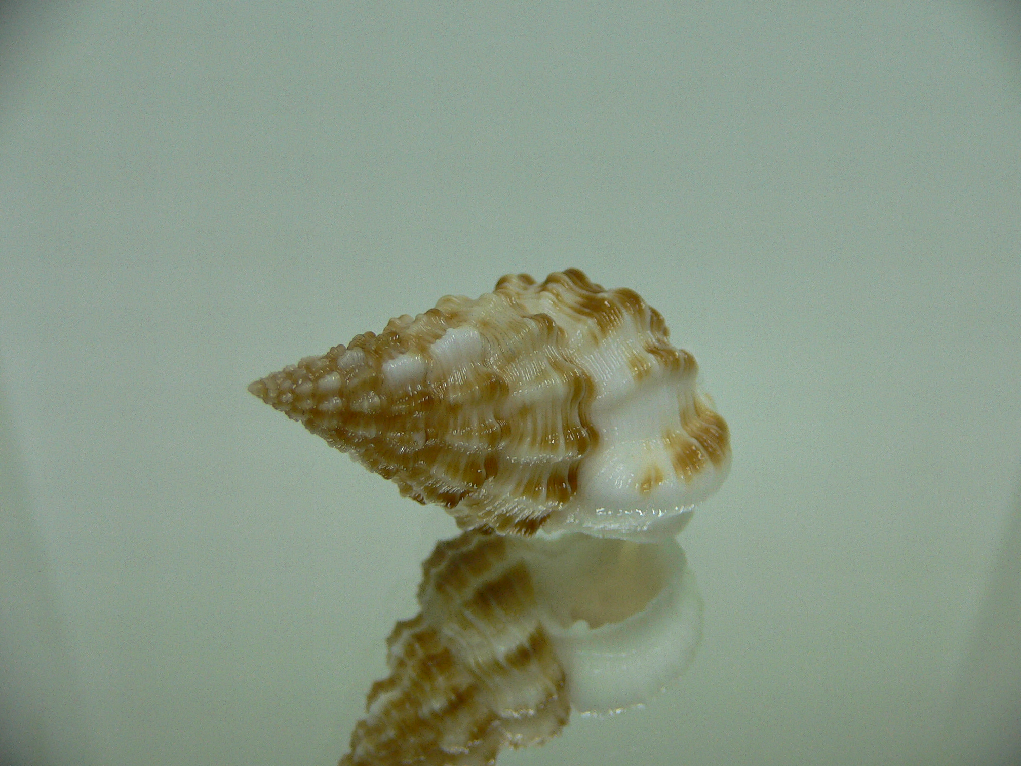 Nassaria amboynensis WIDE