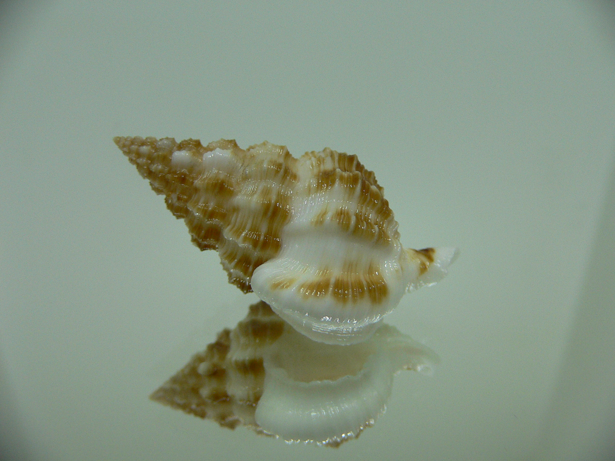 Nassaria amboynensis WIDE