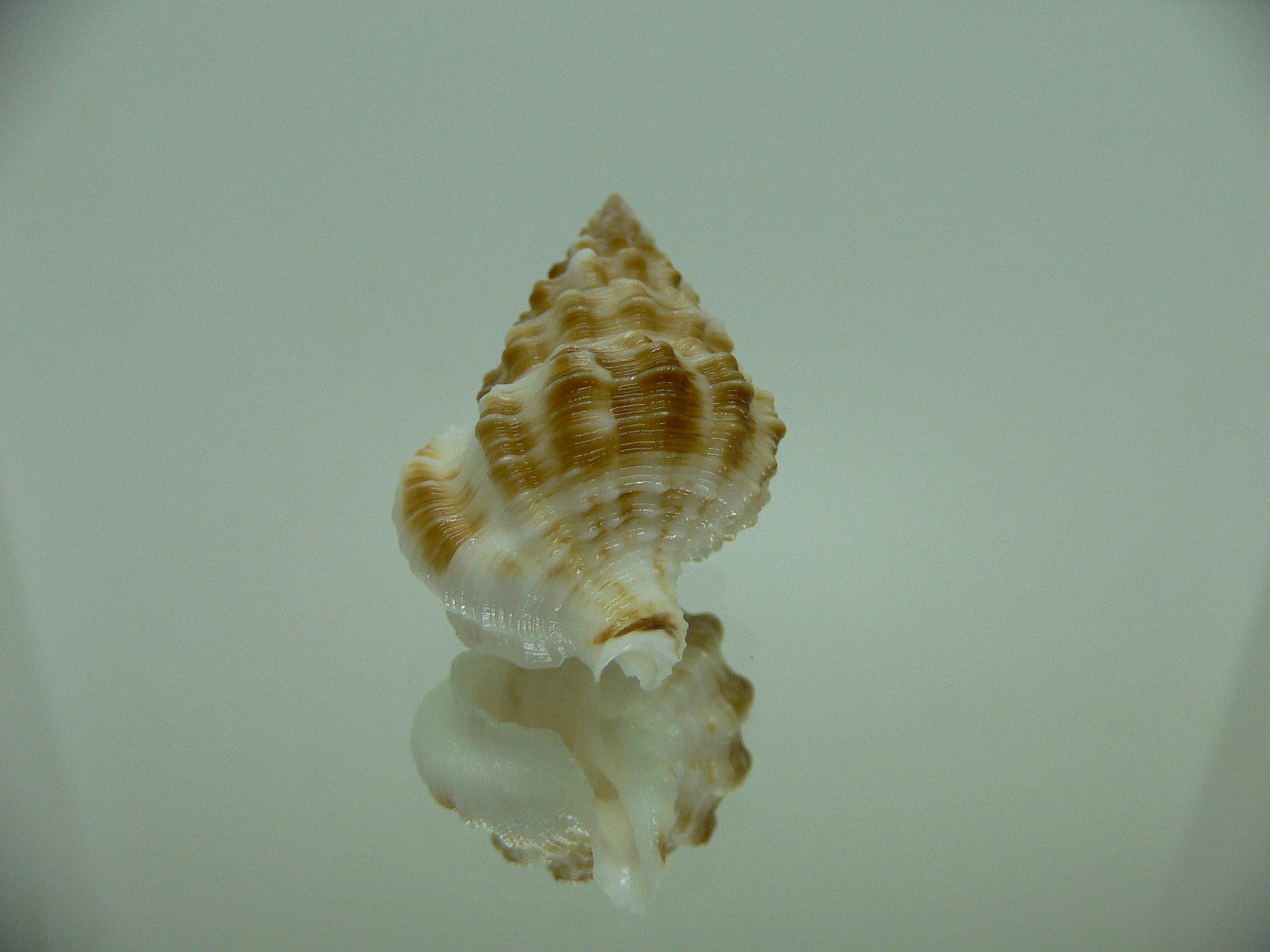 Nassaria amboynensis WIDE