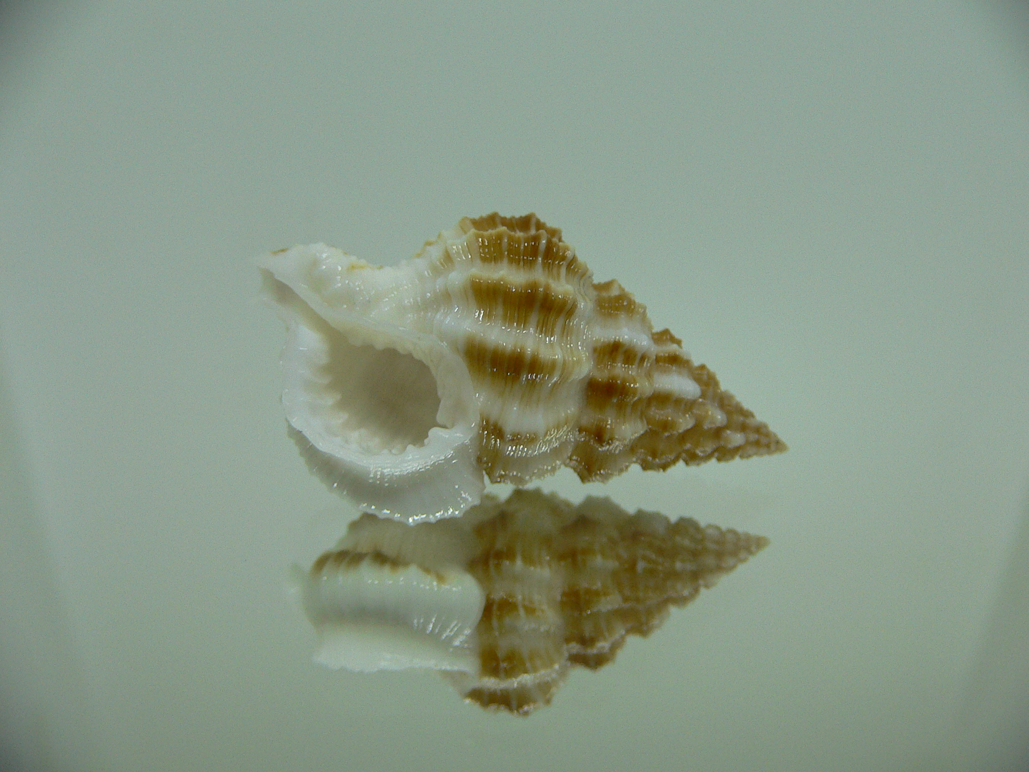 Nassaria amboynensis WIDE