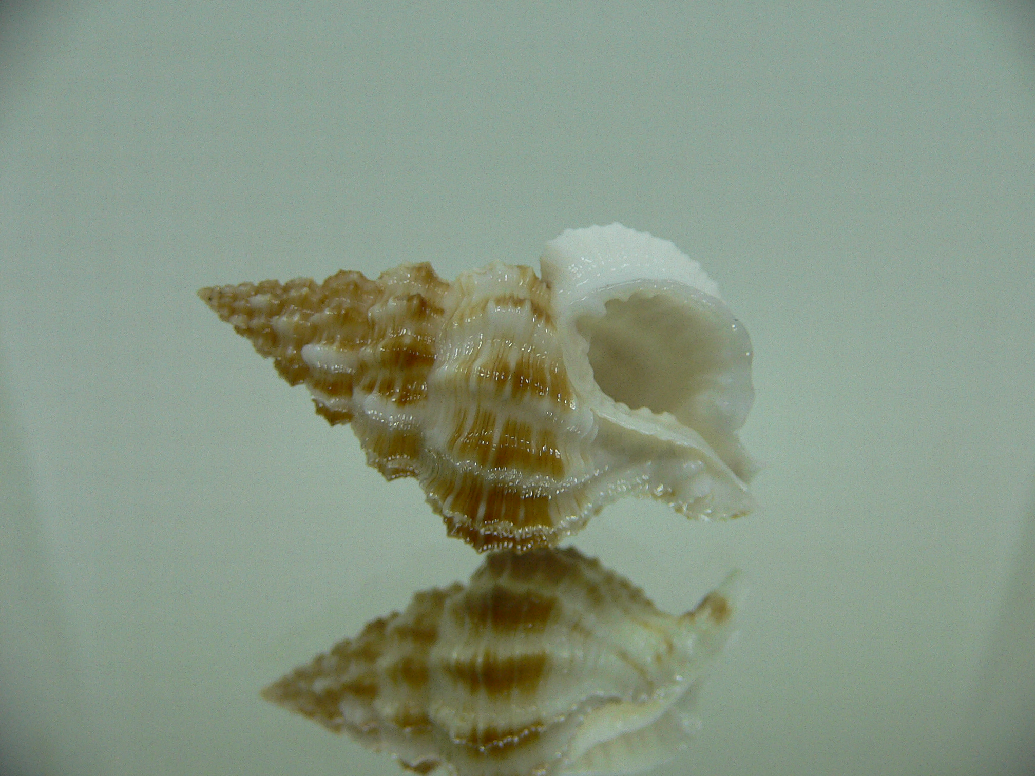 Nassaria amboynensis WIDE