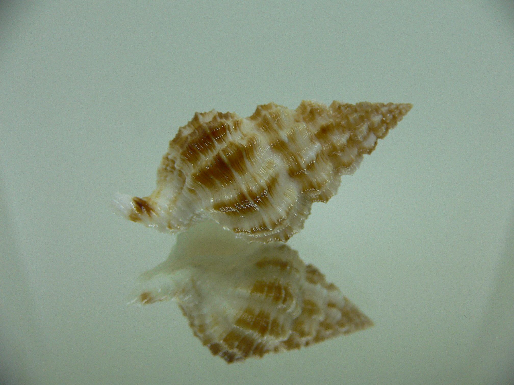 Nassaria amboynensis WIDE