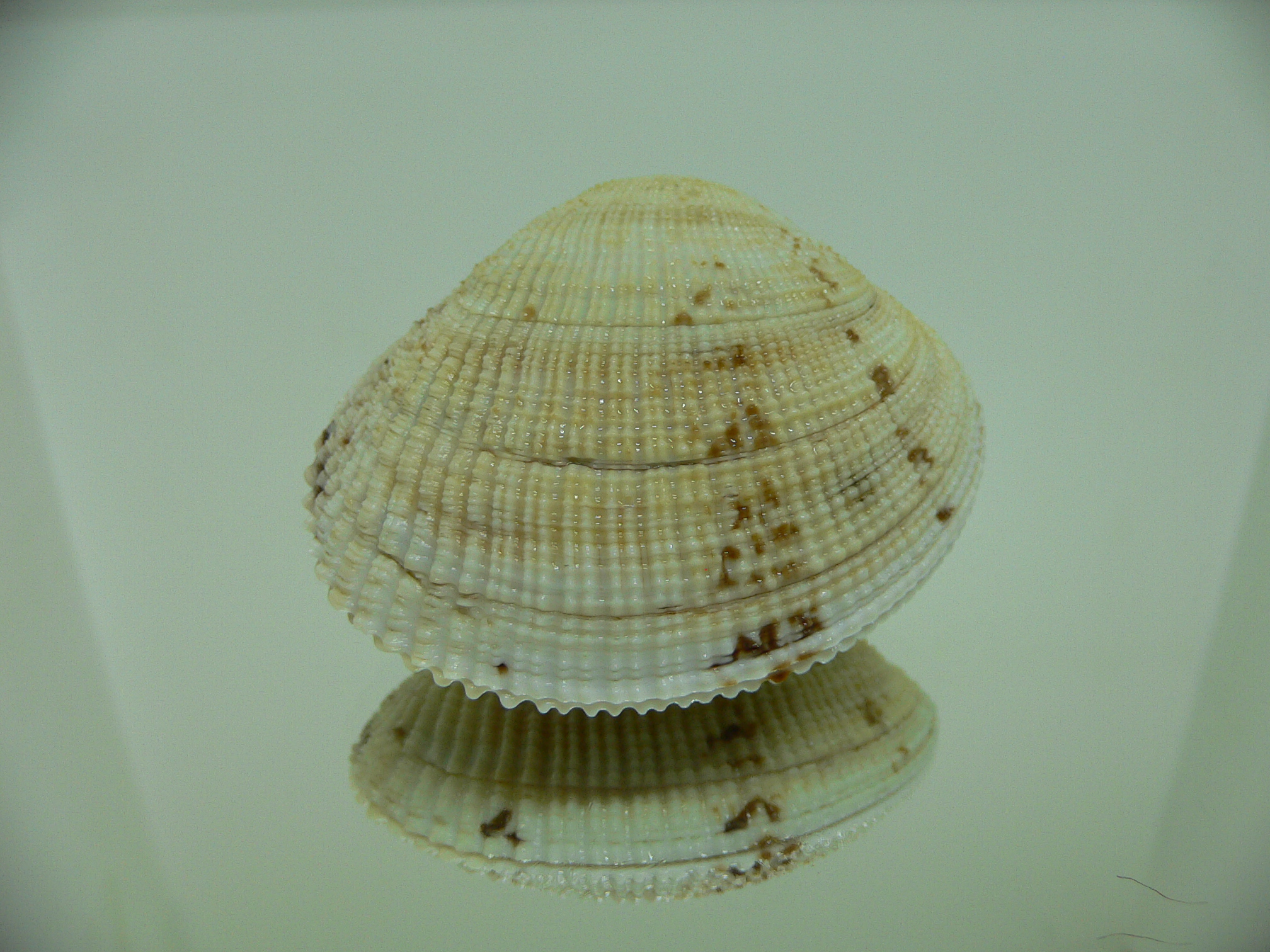 Leucoma jedoensis (Protothaca jedoensis) GIANT