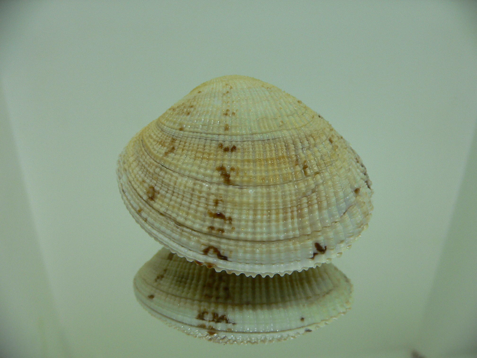 Leucoma jedoensis (Protothaca jedoensis) GIANT