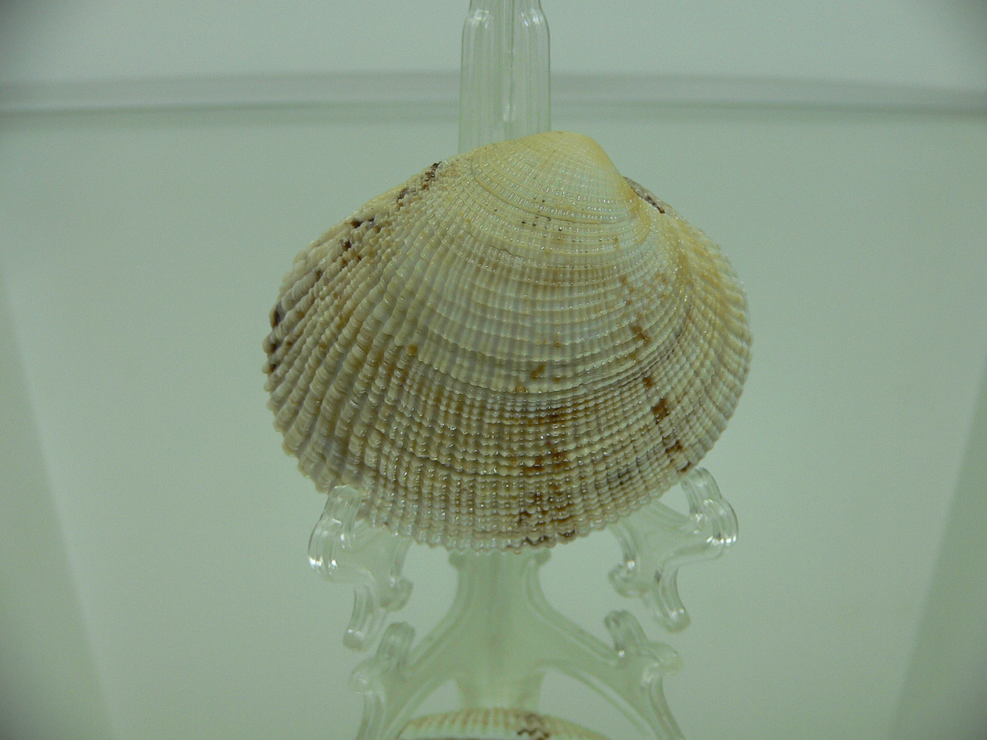 Leucoma jedoensis (Protothaca jedoensis) GIANT