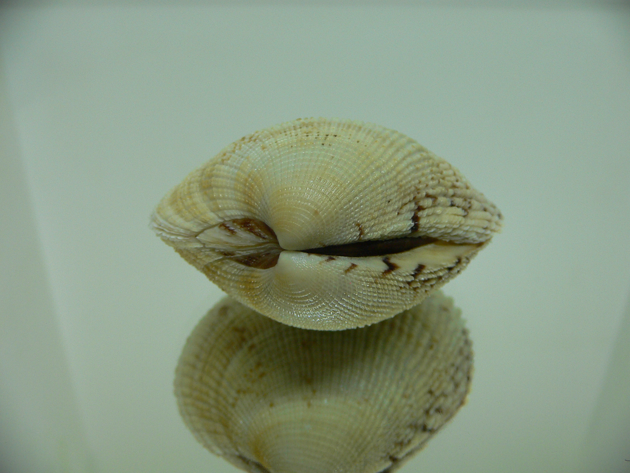 Leucoma jedoensis (Protothaca jedoensis) GIANT