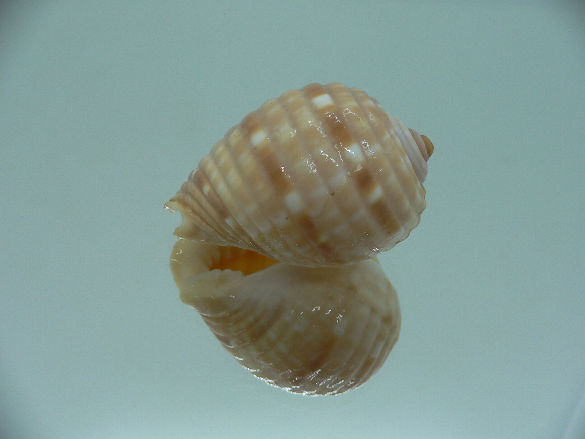 Malea pomum GLOBOSE