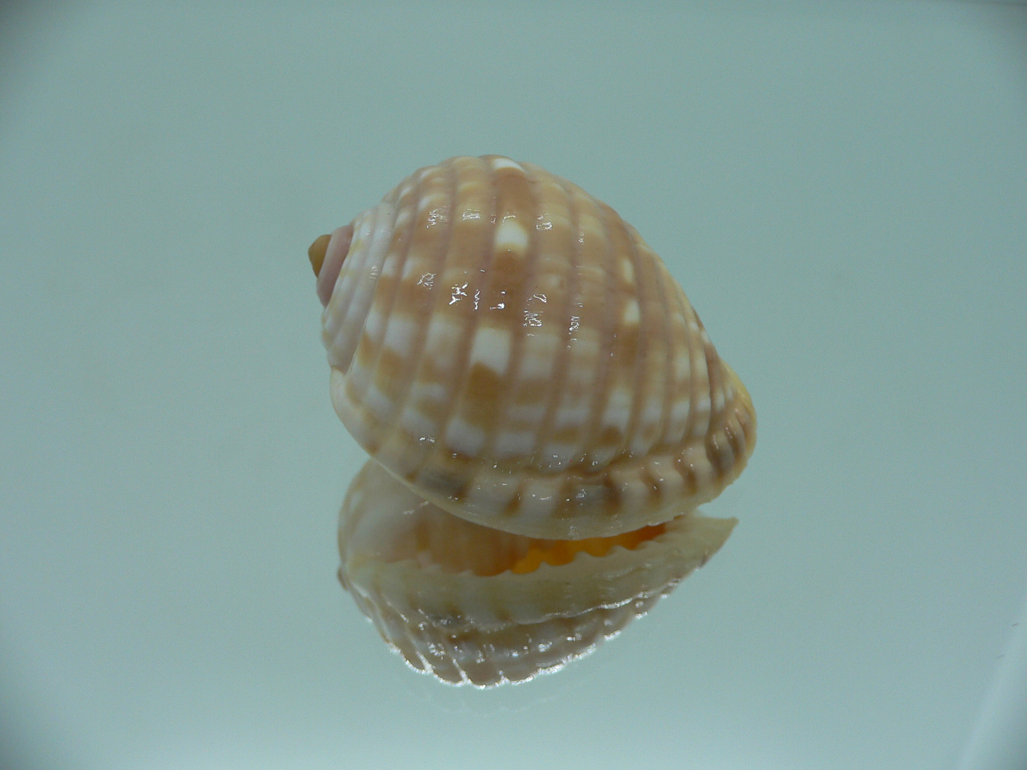 Malea pomum GLOBOSE