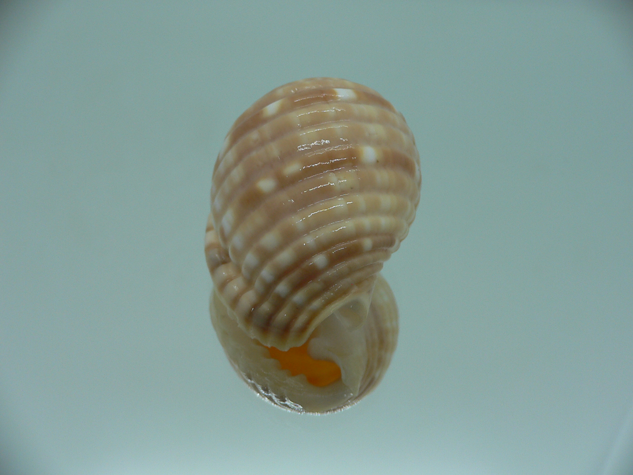 Malea pomum GLOBOSE