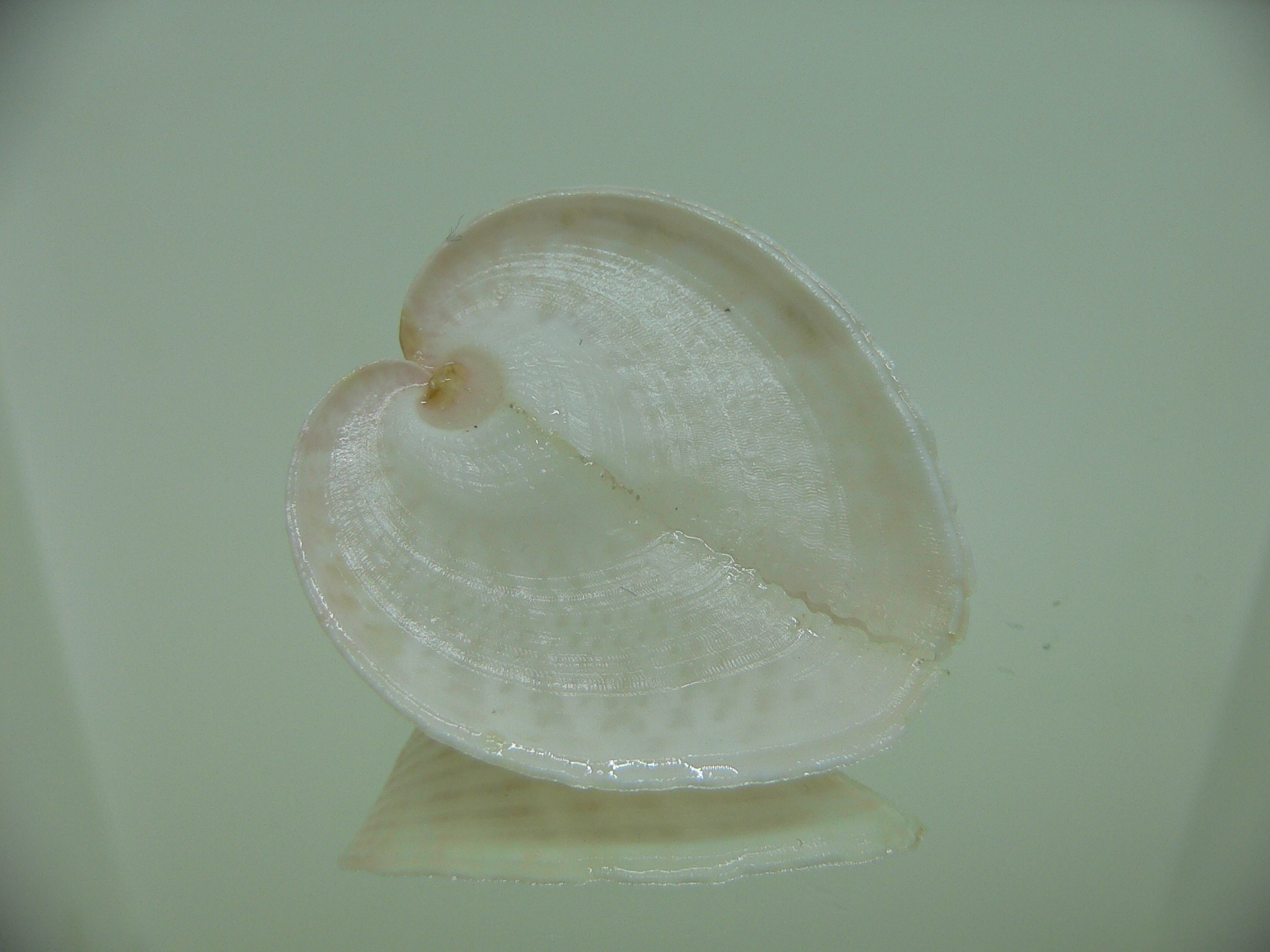 Corculum lorenzi WIDE