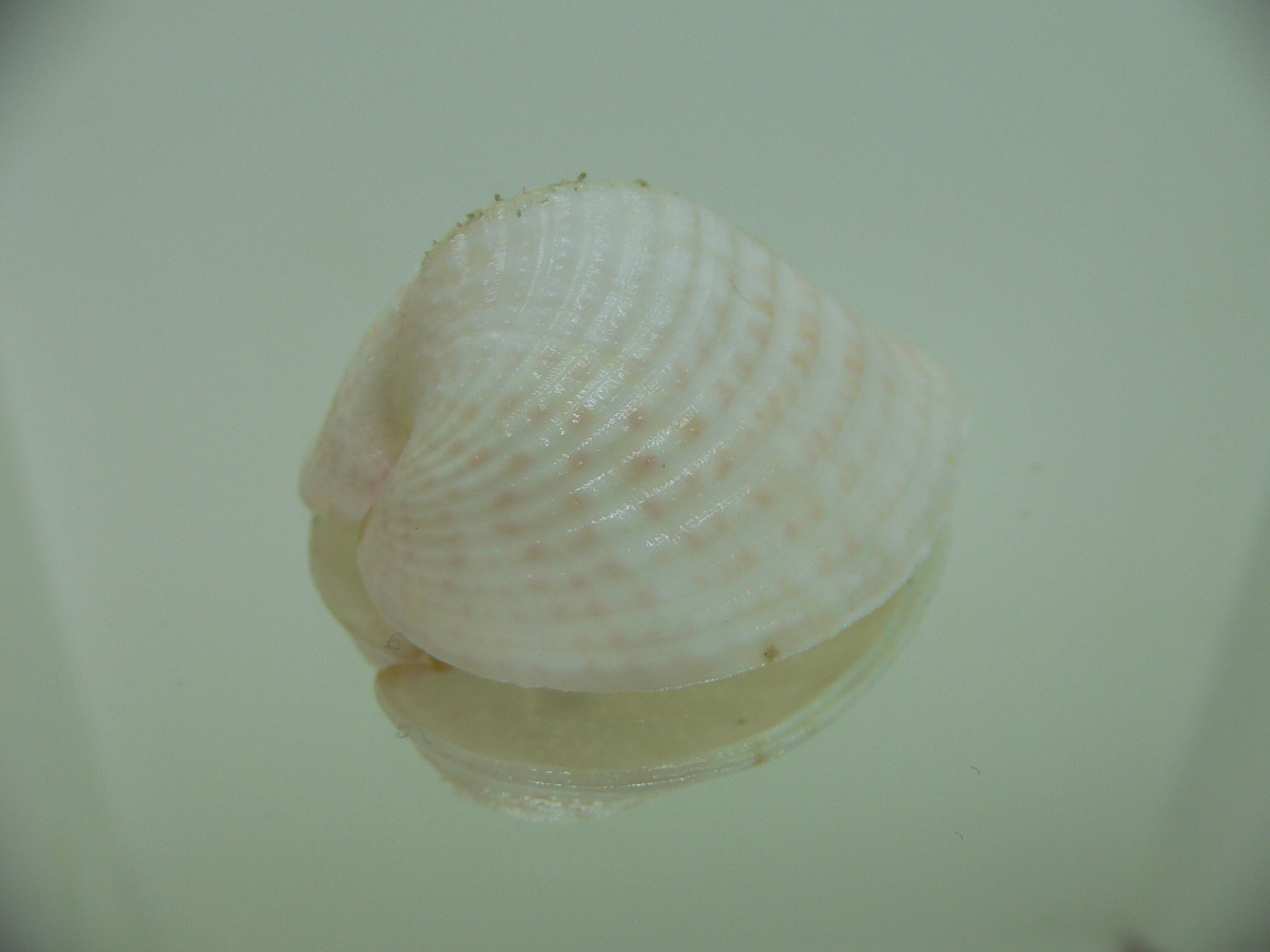 Corculum lorenzi WIDE
