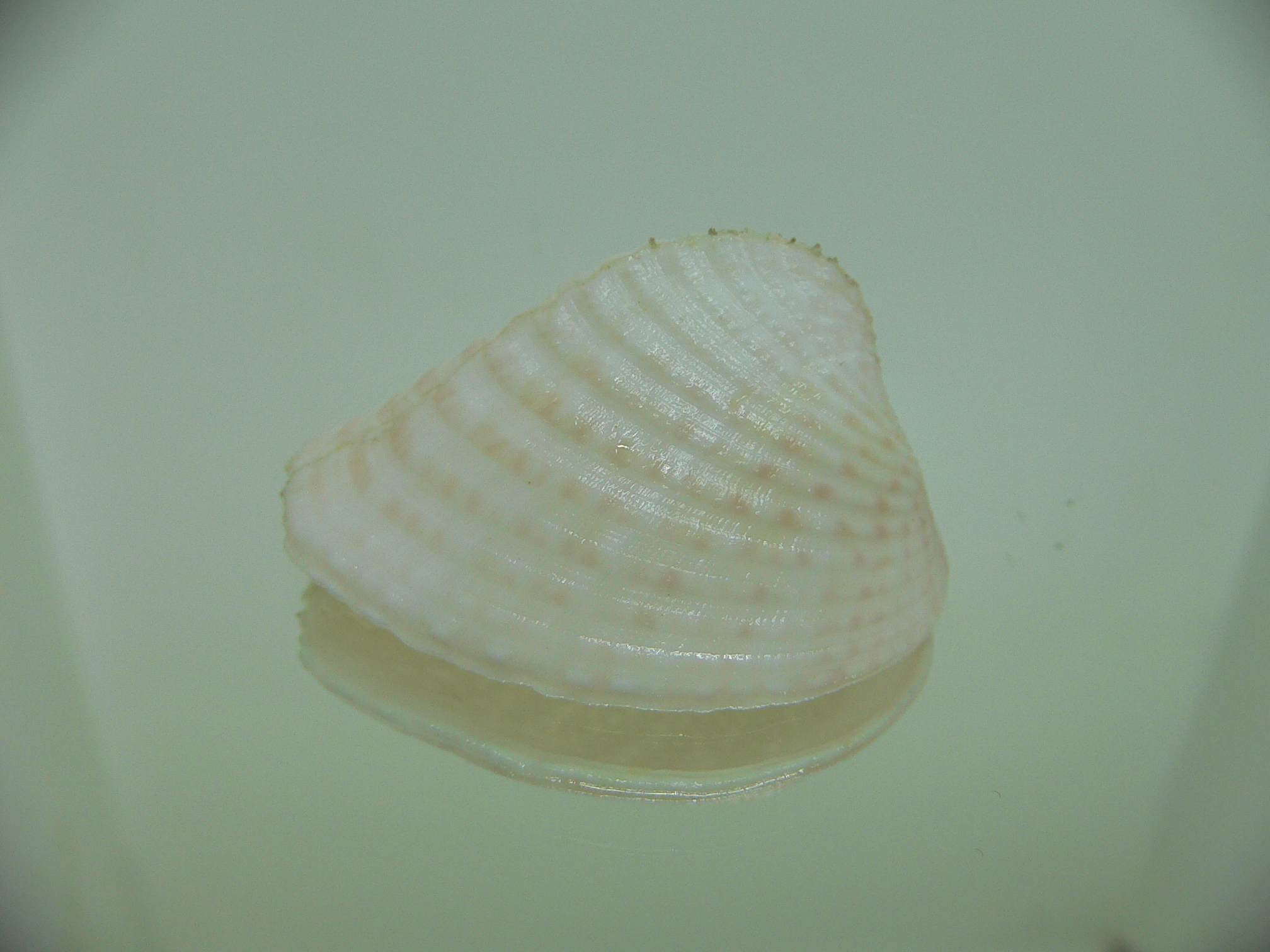 Corculum lorenzi WIDE