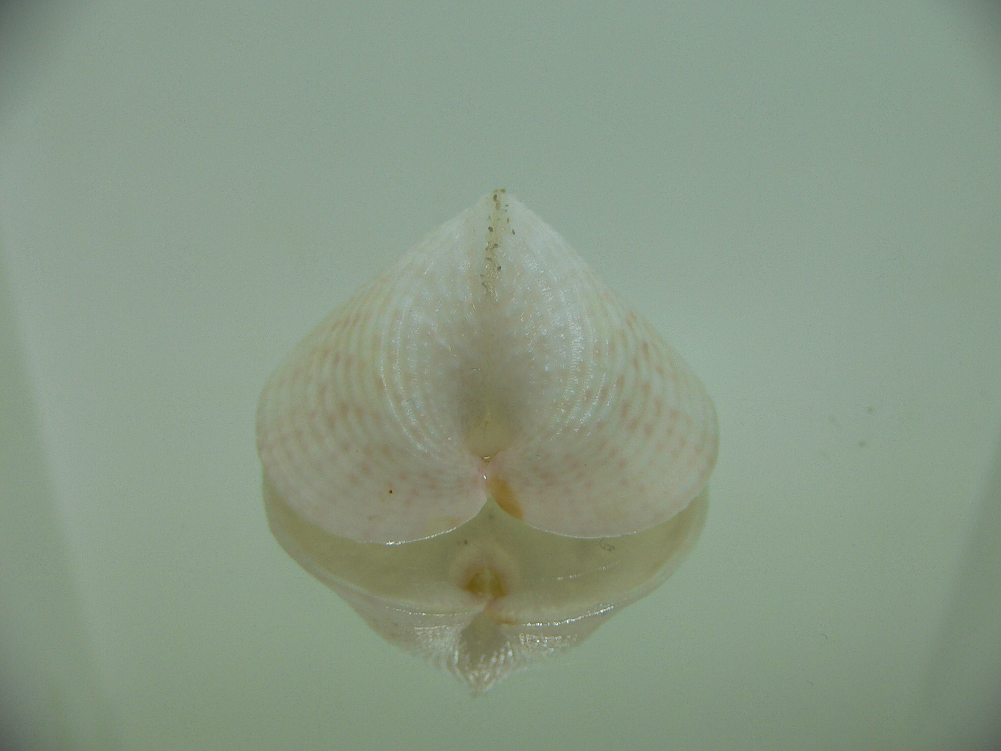 Corculum lorenzi WIDE