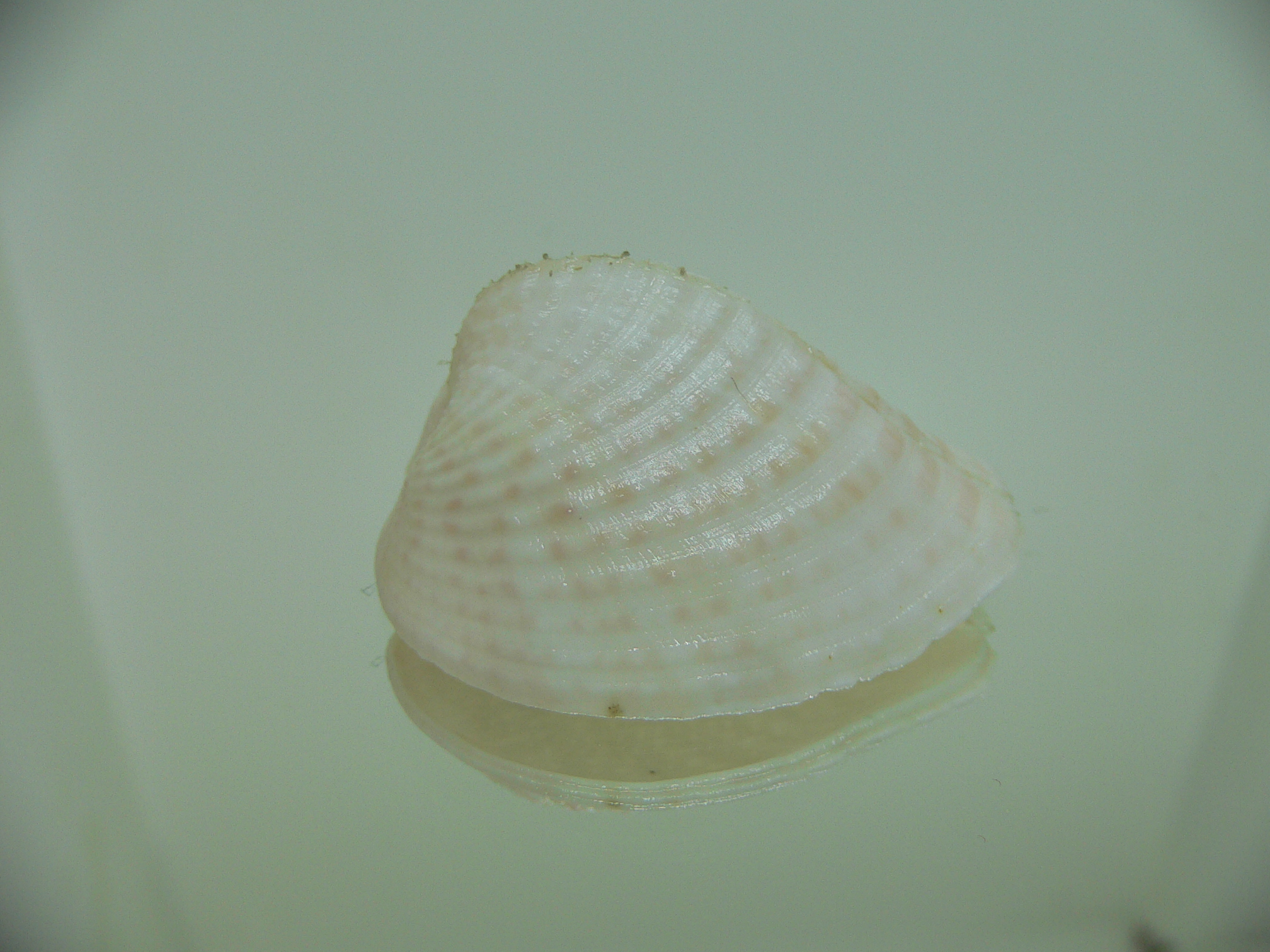 Corculum lorenzi WIDE